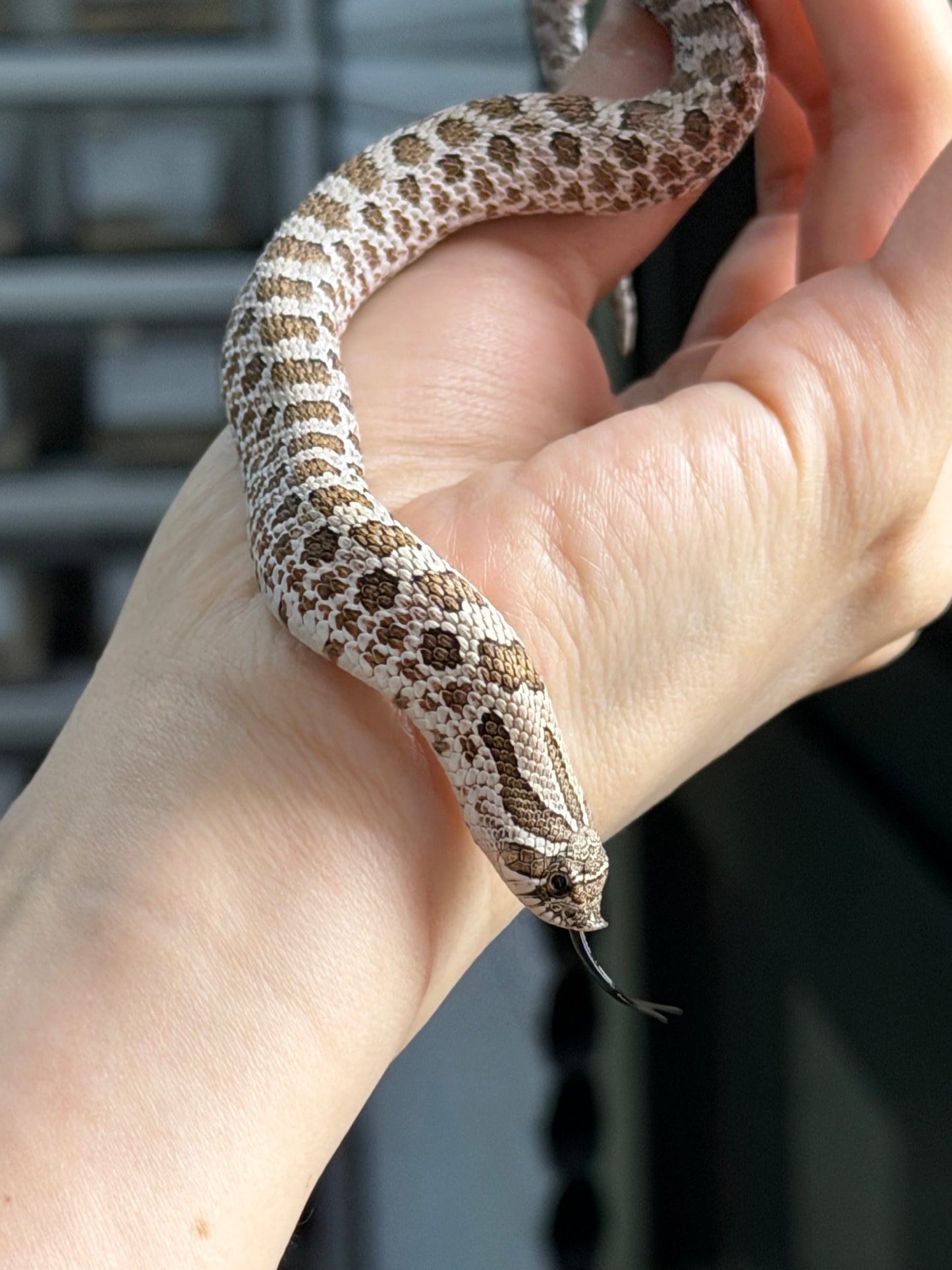 2025 *競標*北極50%ph薰衣草 ♂ (H25328)