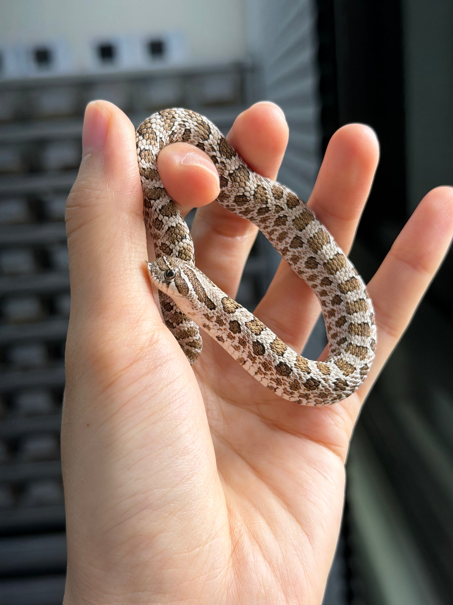 2025 *競標*北極50%ph薰衣草 ♂ (H25328)