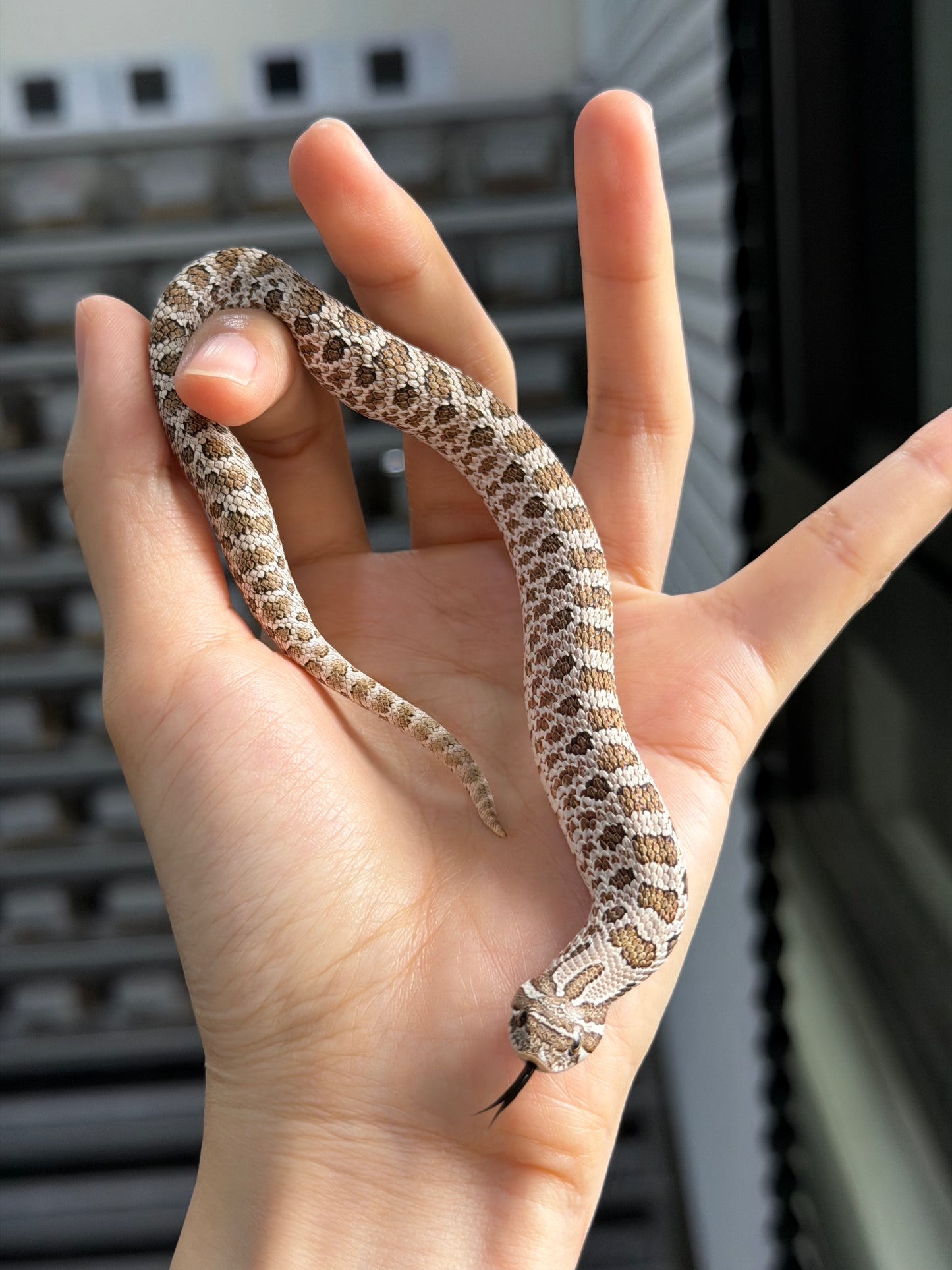 2025 *競標*北極50%ph薰衣草 ♂ (H25328)