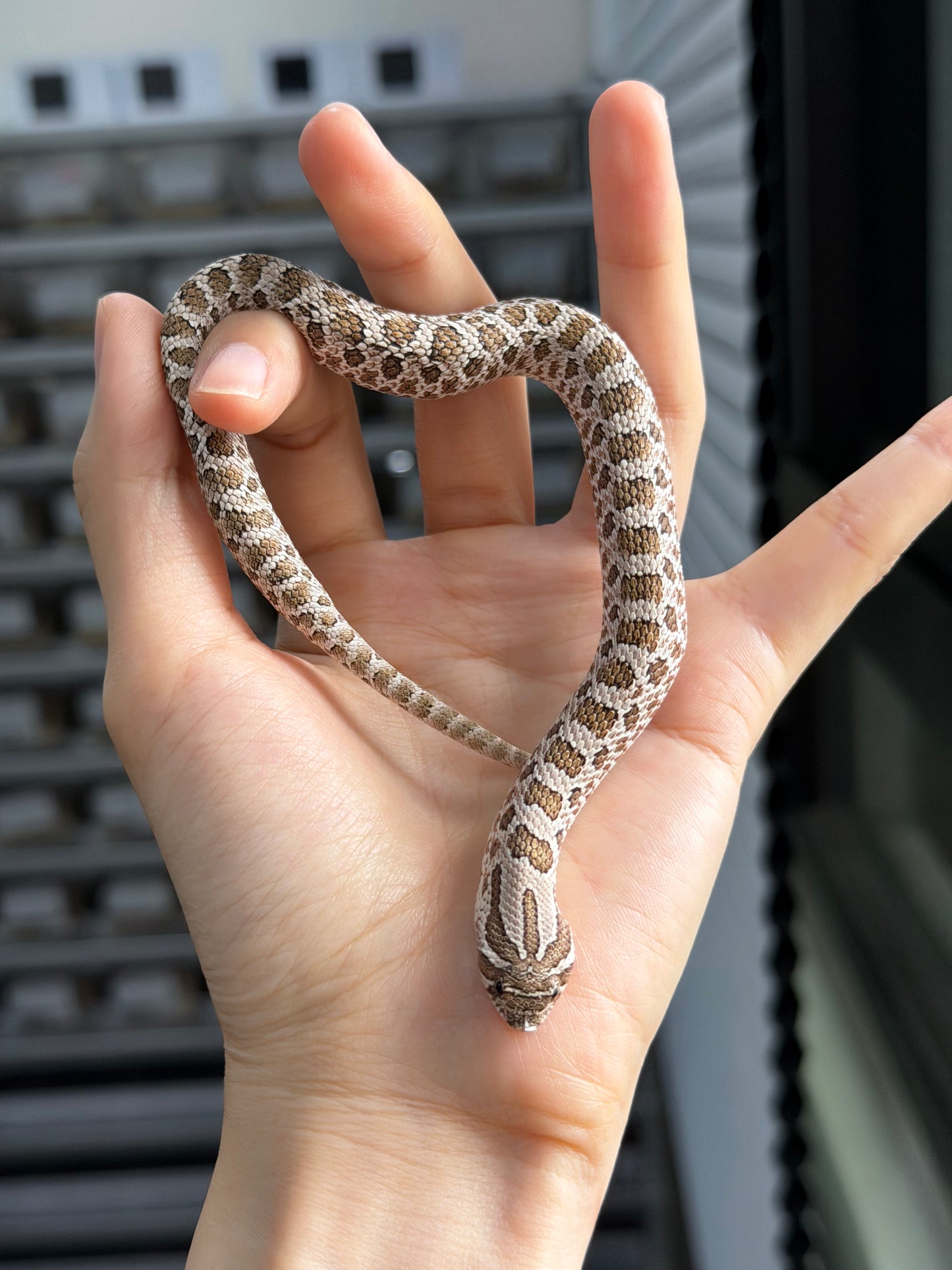 2025 *競標*北極50%ph薰衣草 ♂ (H25328)