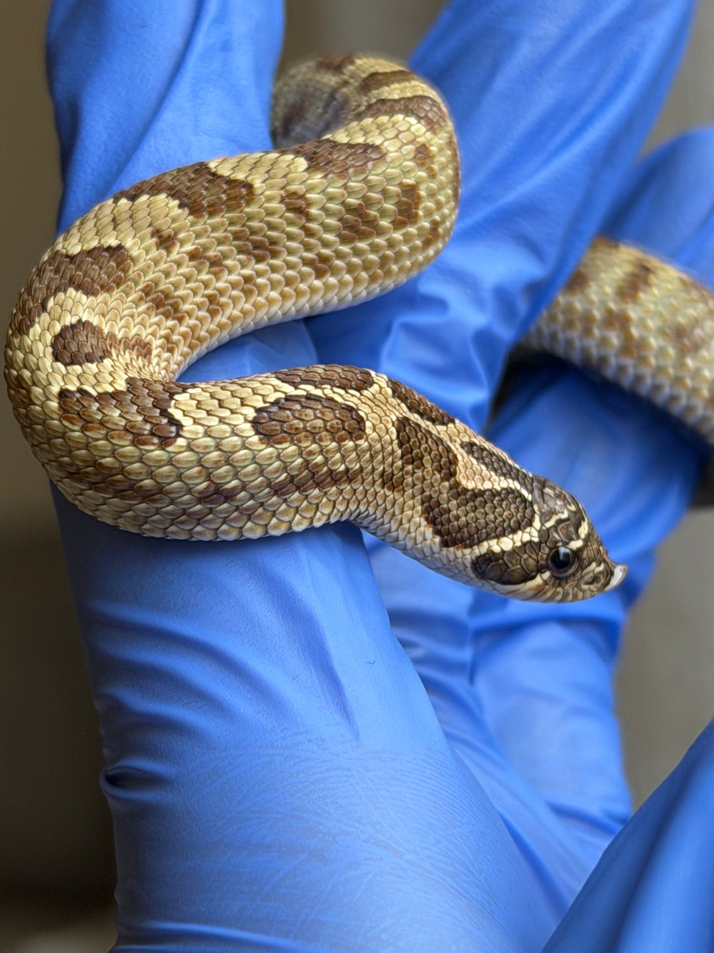 2025 康達Het白化, 檸檬鬼沃瑪血系 ♀ (H25436)