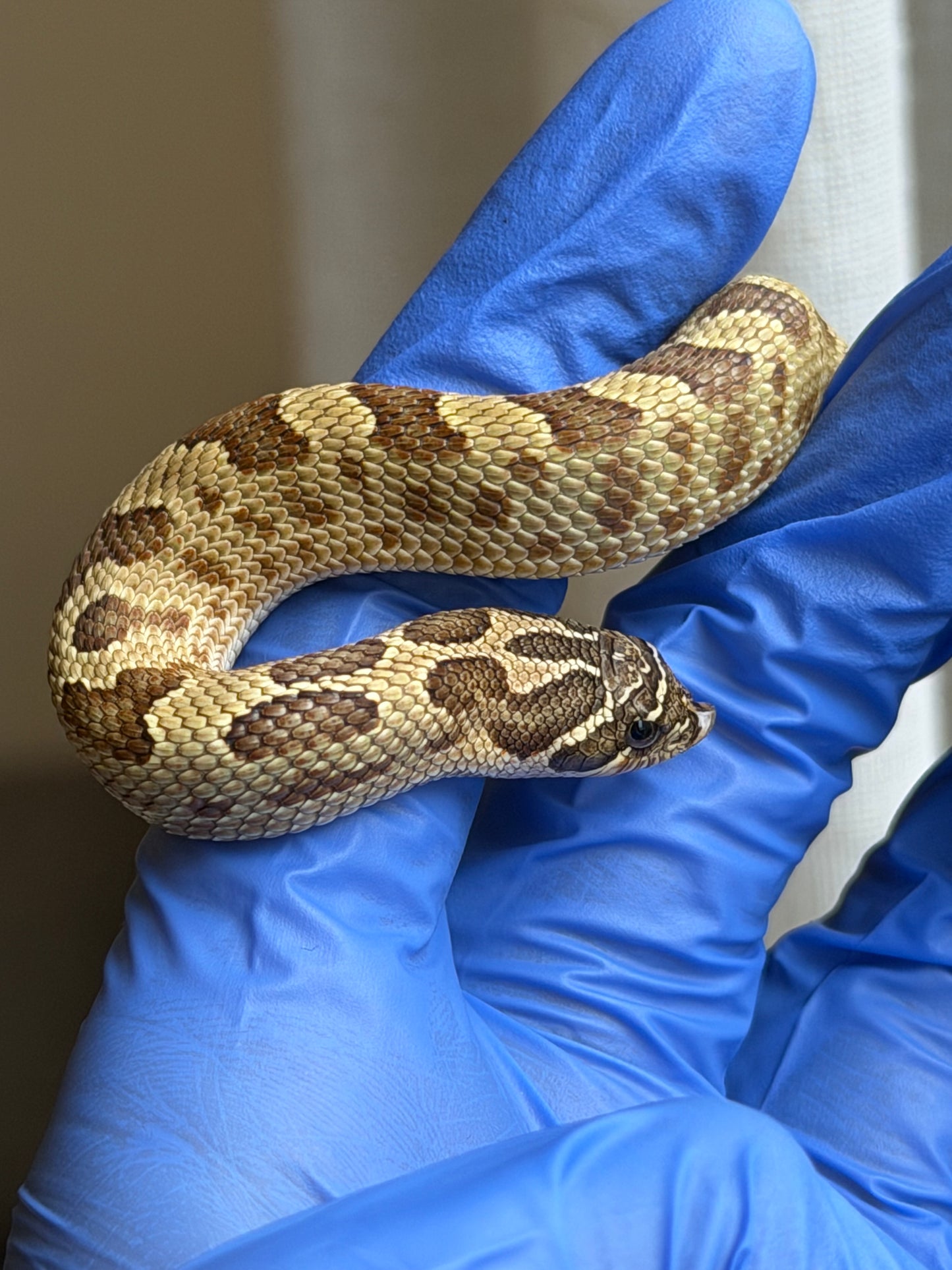 2025 康達Het白化, 檸檬鬼沃瑪血系 ♀ (H25436)