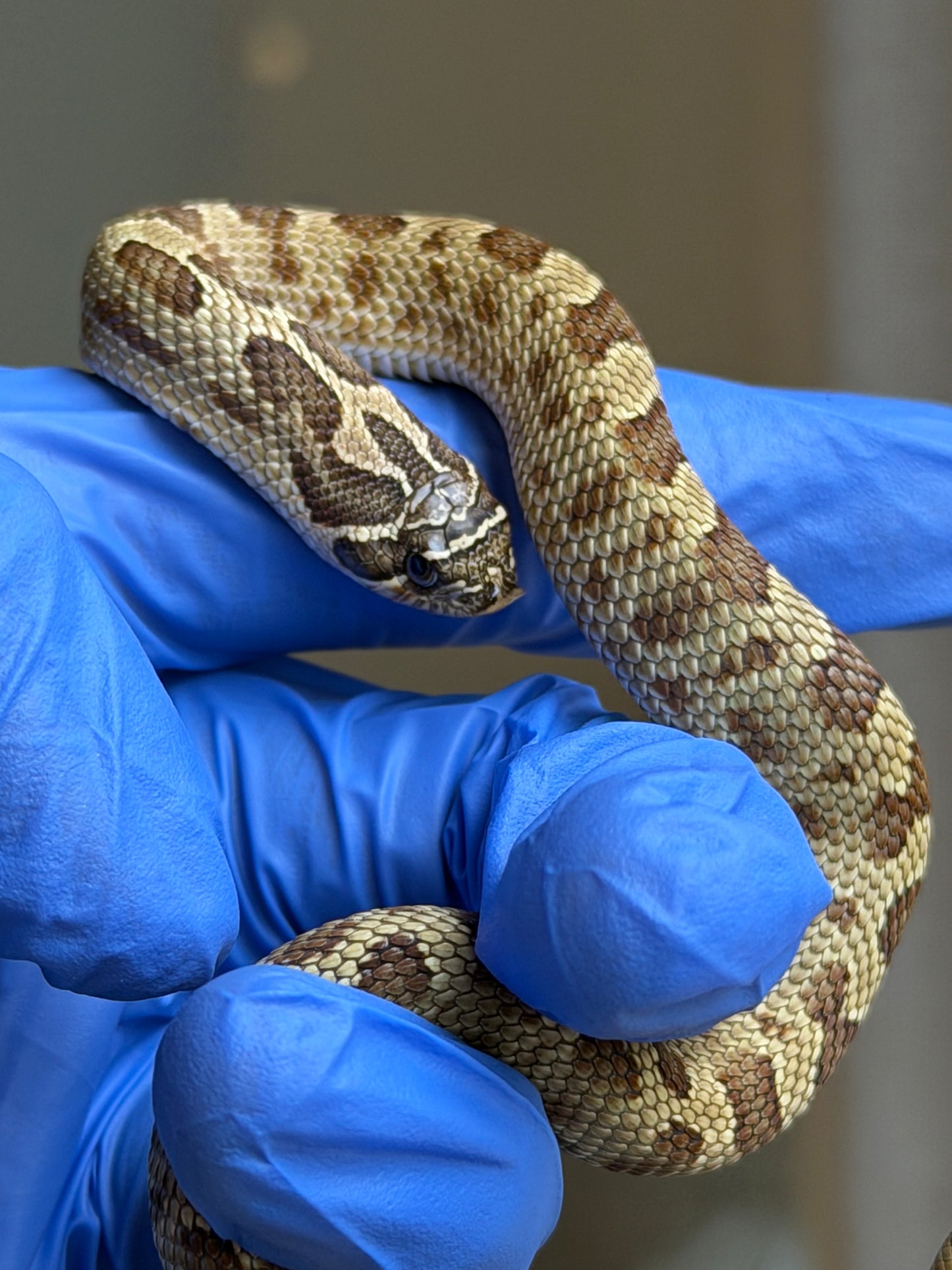 2025 康達Het白化, 檸檬鬼沃瑪血系 ♀ (H25436)