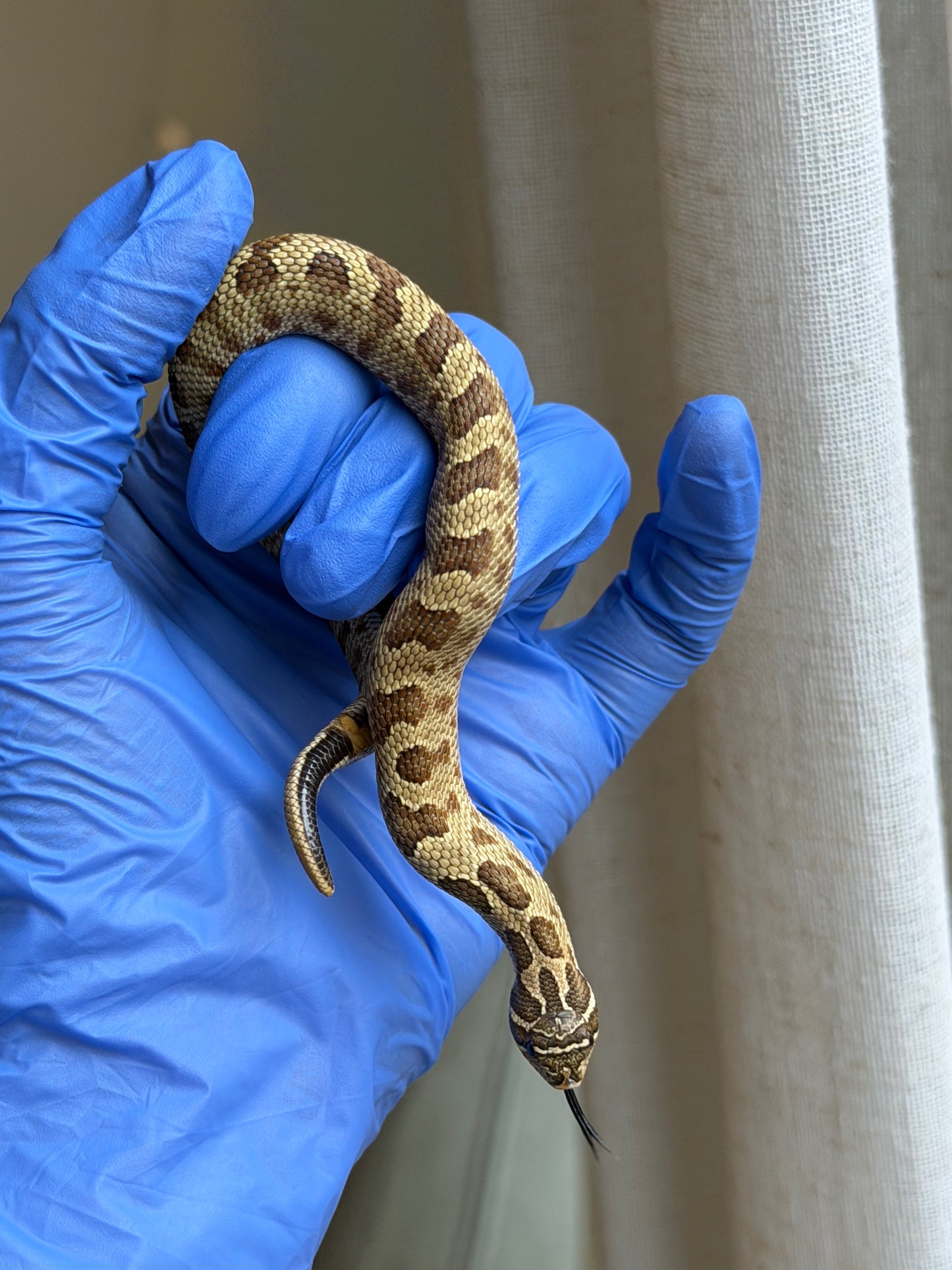 2025 康達Het白化, 檸檬鬼沃瑪血系 ♀ (H25436)