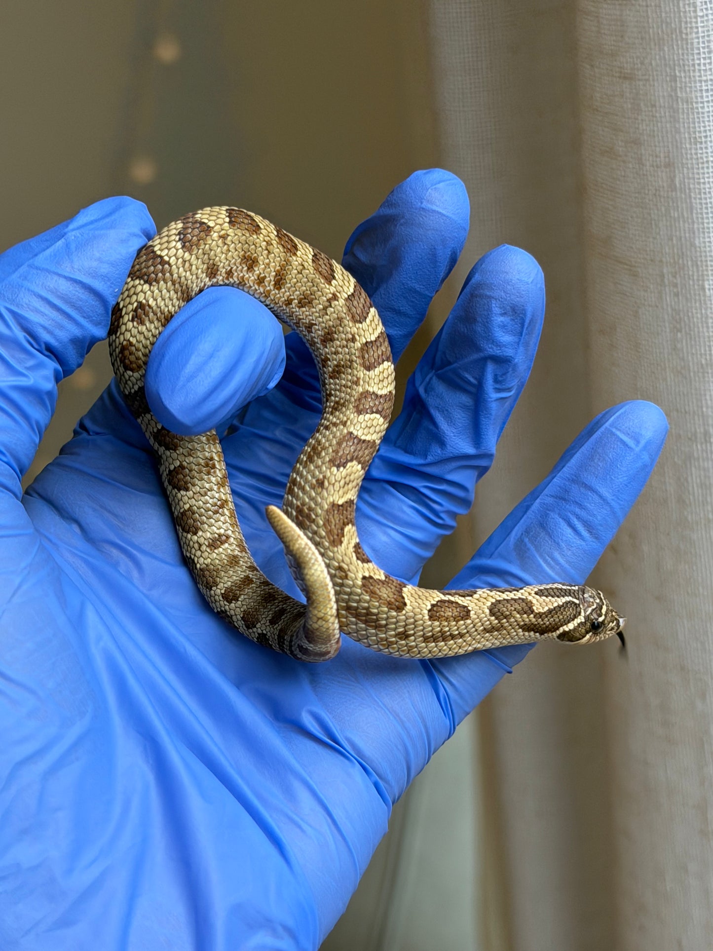 2025 康達Het白化, 檸檬鬼沃瑪血系 ♀ (H25436)