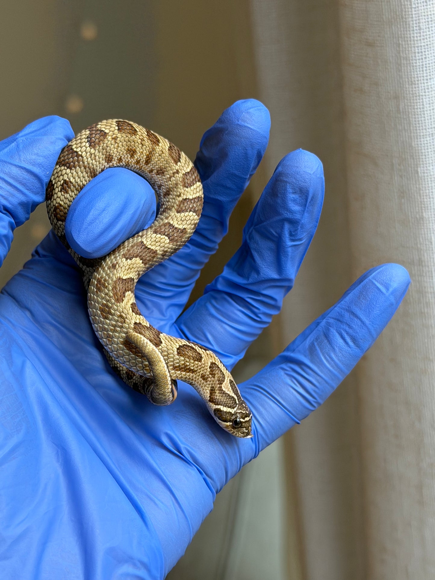 2025 康達Het白化, 檸檬鬼沃瑪血系 ♀ (H25436)