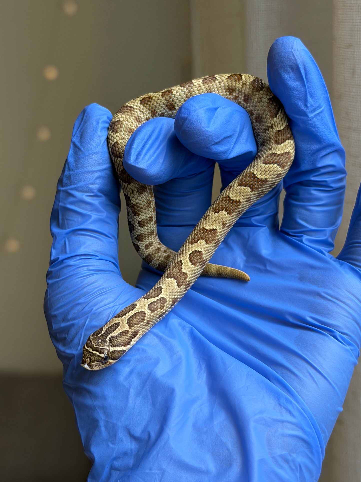 2025 康達Het白化, 檸檬鬼沃瑪血系 ♀ (H25436)