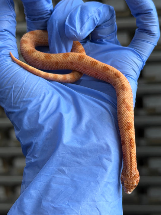 RBE淡彩邁泰康達