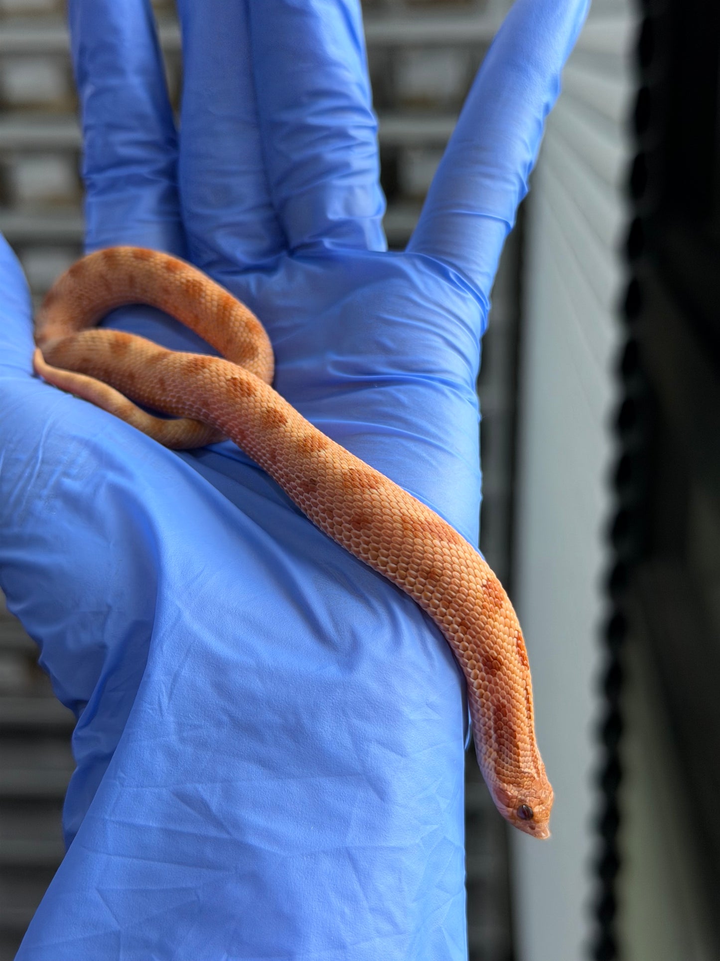 2025 RBE淡彩邁泰康達 ♂ (H25340)