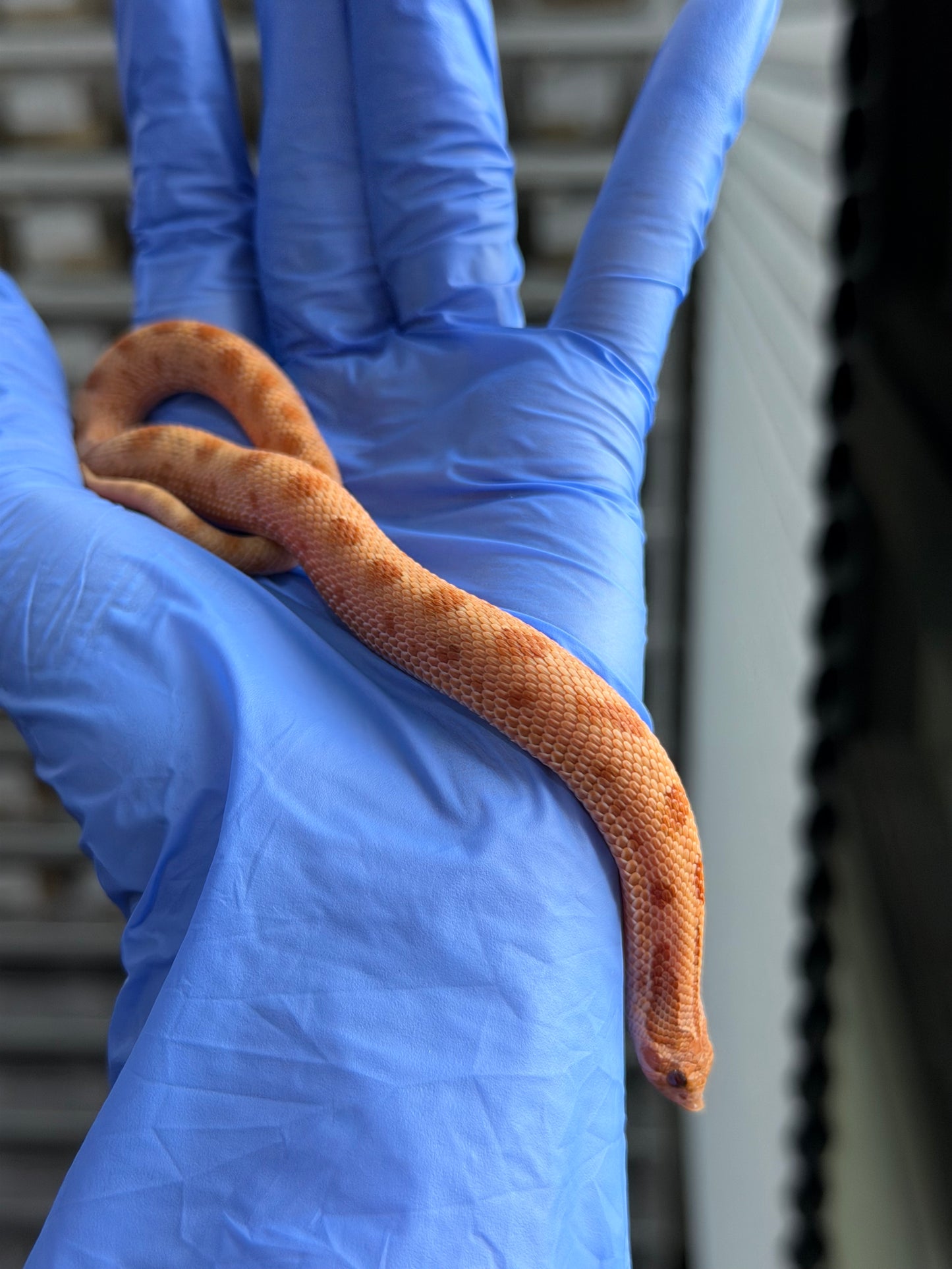 2025 RBE淡彩邁泰康達 ♂ (H25340)