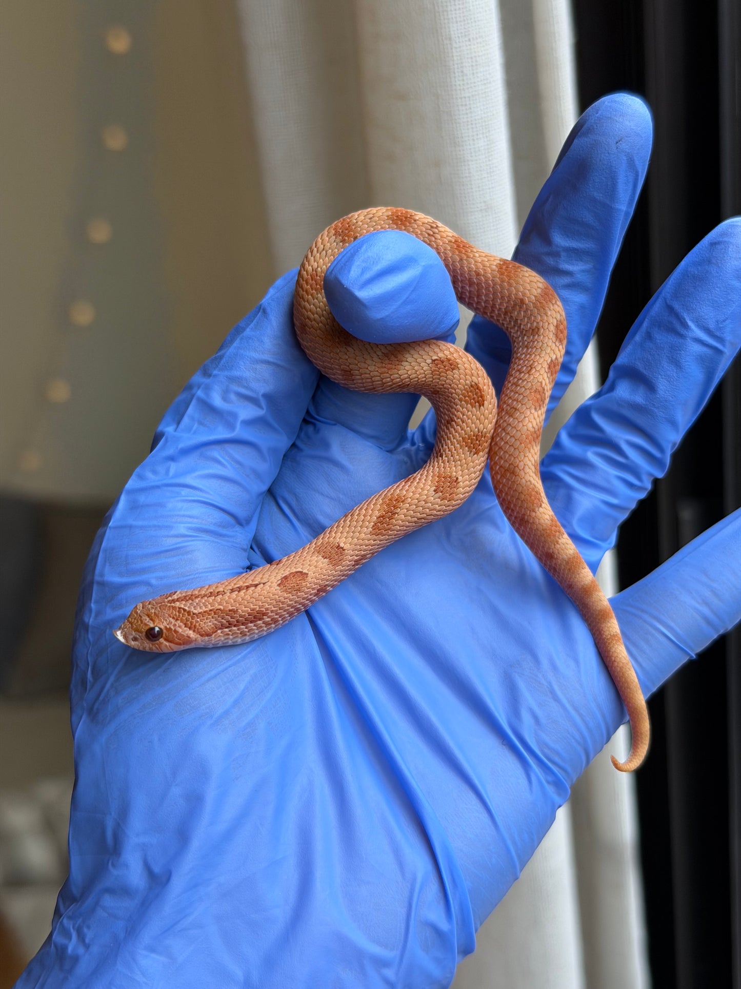 2025 RBE淡彩邁泰康達 ♂ (H25340)