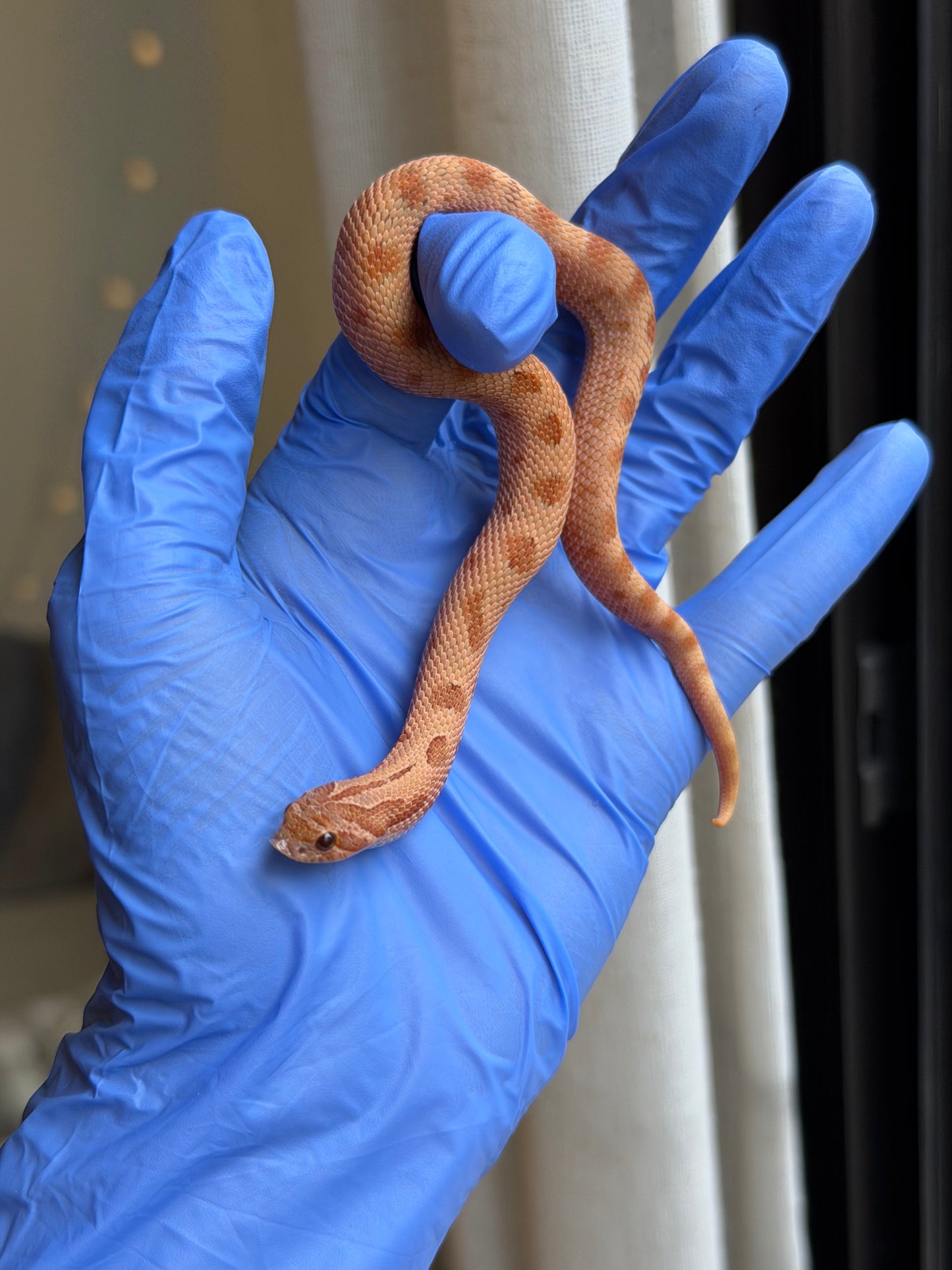 2025 RBE淡彩邁泰康達 ♂ (H25340)