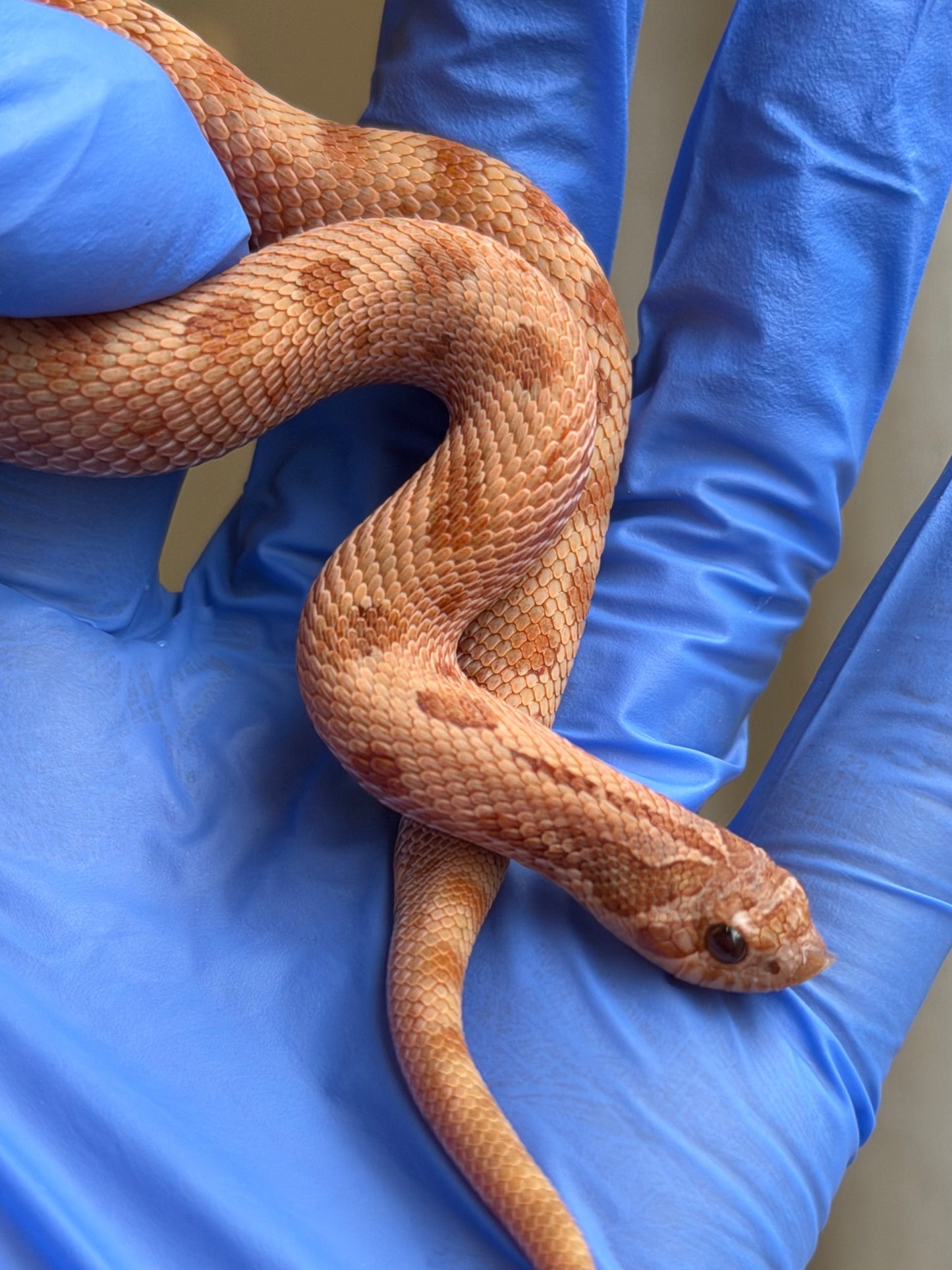 2025 RBE淡彩邁泰康達 ♂ (H25340)