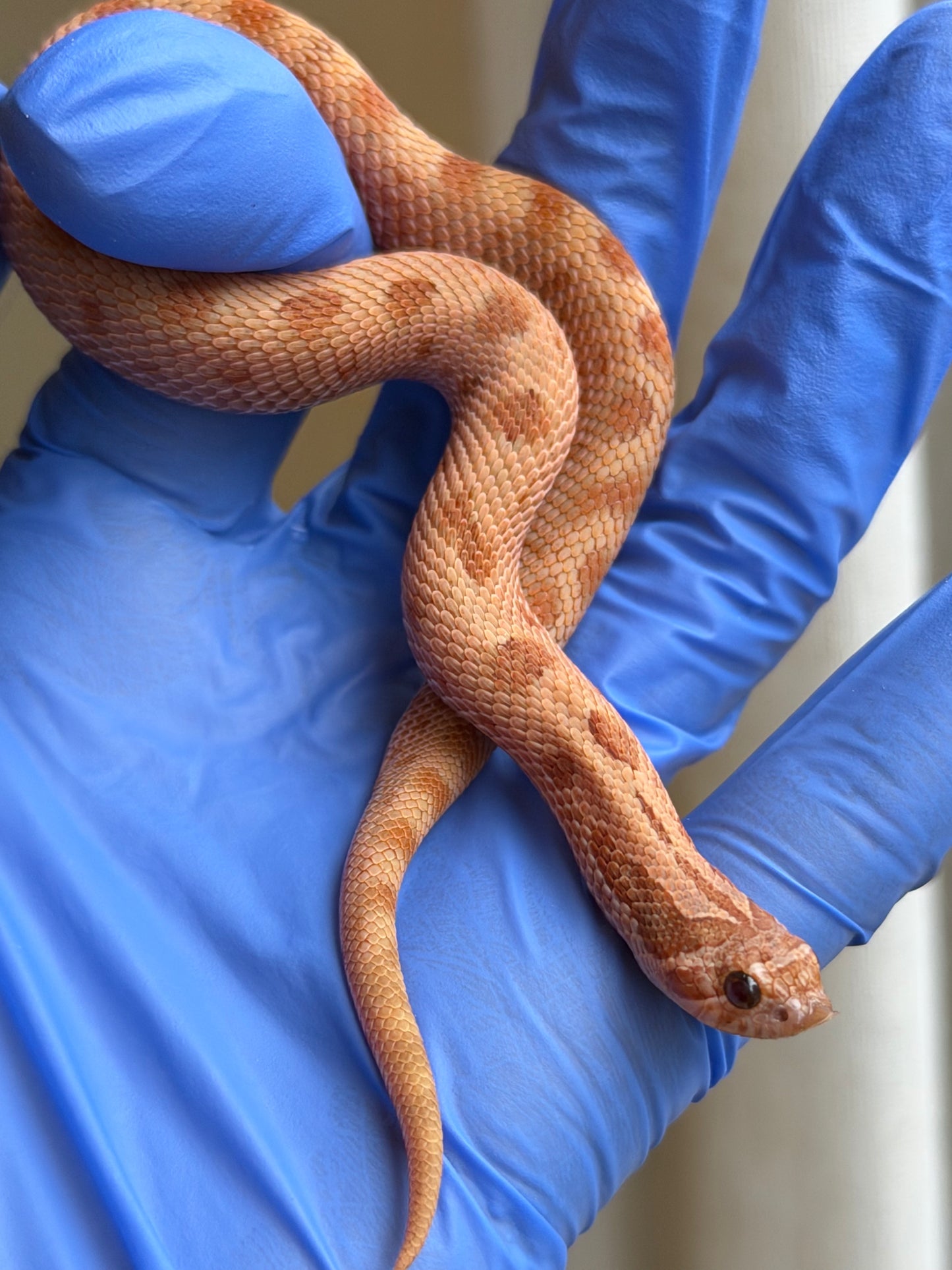 2025 RBE淡彩邁泰康達 ♂ (H25340)