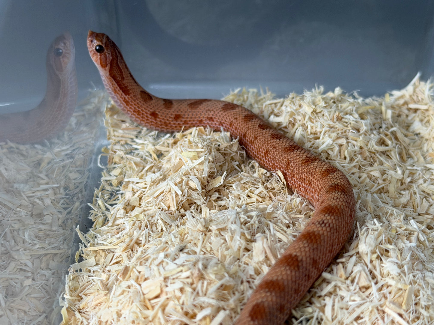 2025 RBE淡彩邁泰康達 ♂ (H25340)