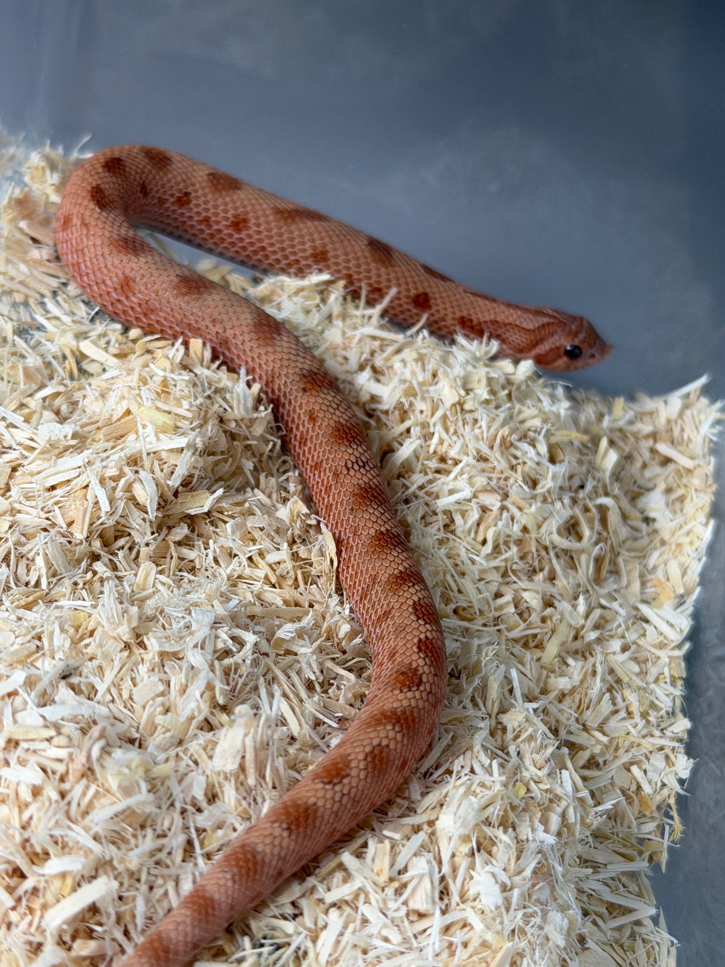 2025 RBE淡彩邁泰康達 ♂ (H25340)