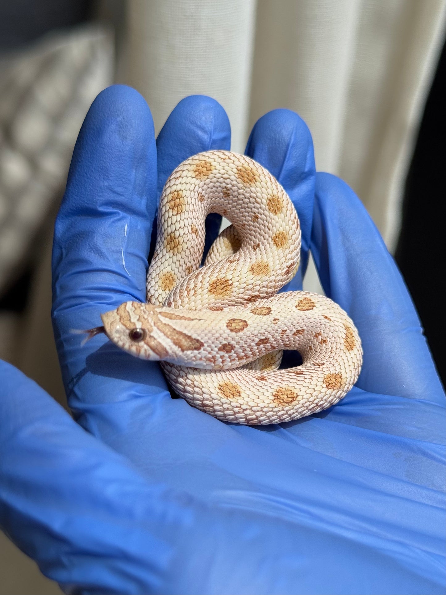 2025 北極太妃康達66%ph紫貂 ♀ (H25077)