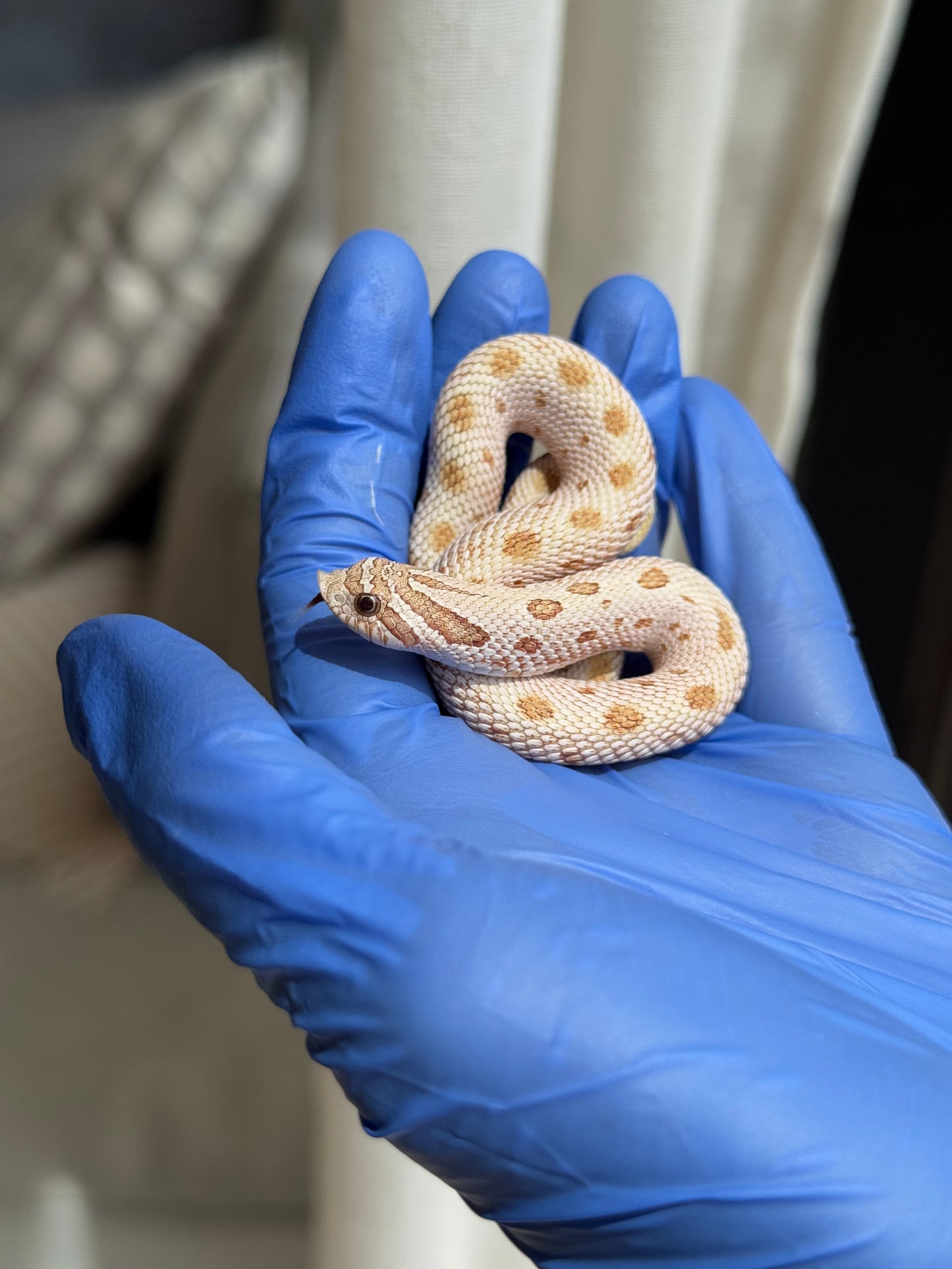 2025 北極太妃康達66%ph紫貂 ♀ (H25077)
