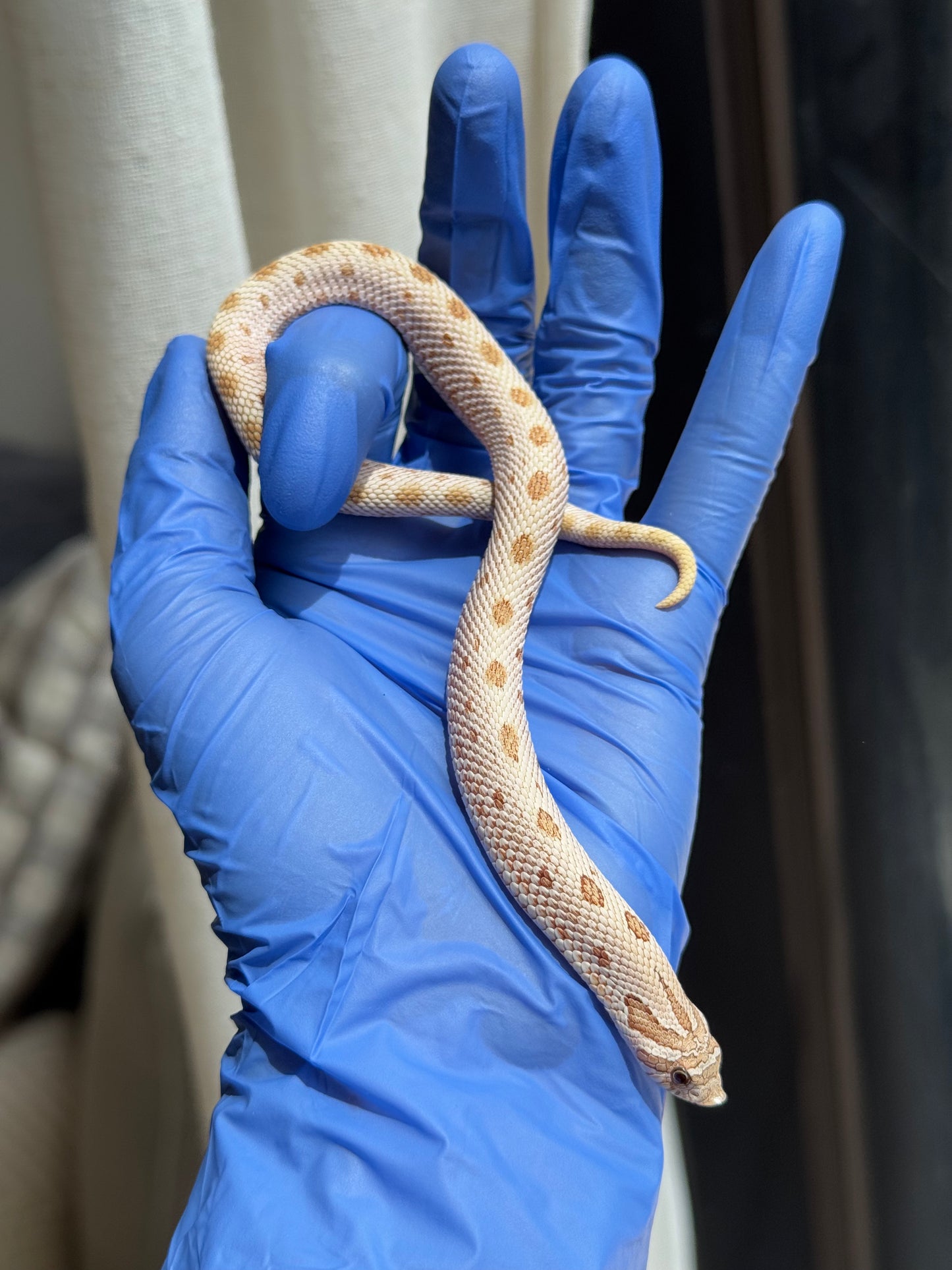 2025 北極太妃康達66%ph紫貂 ♀ (H25077)