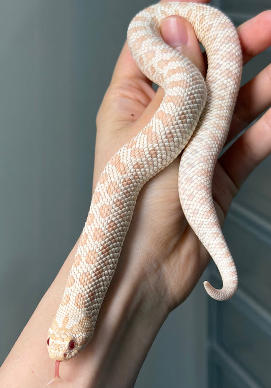 雪白