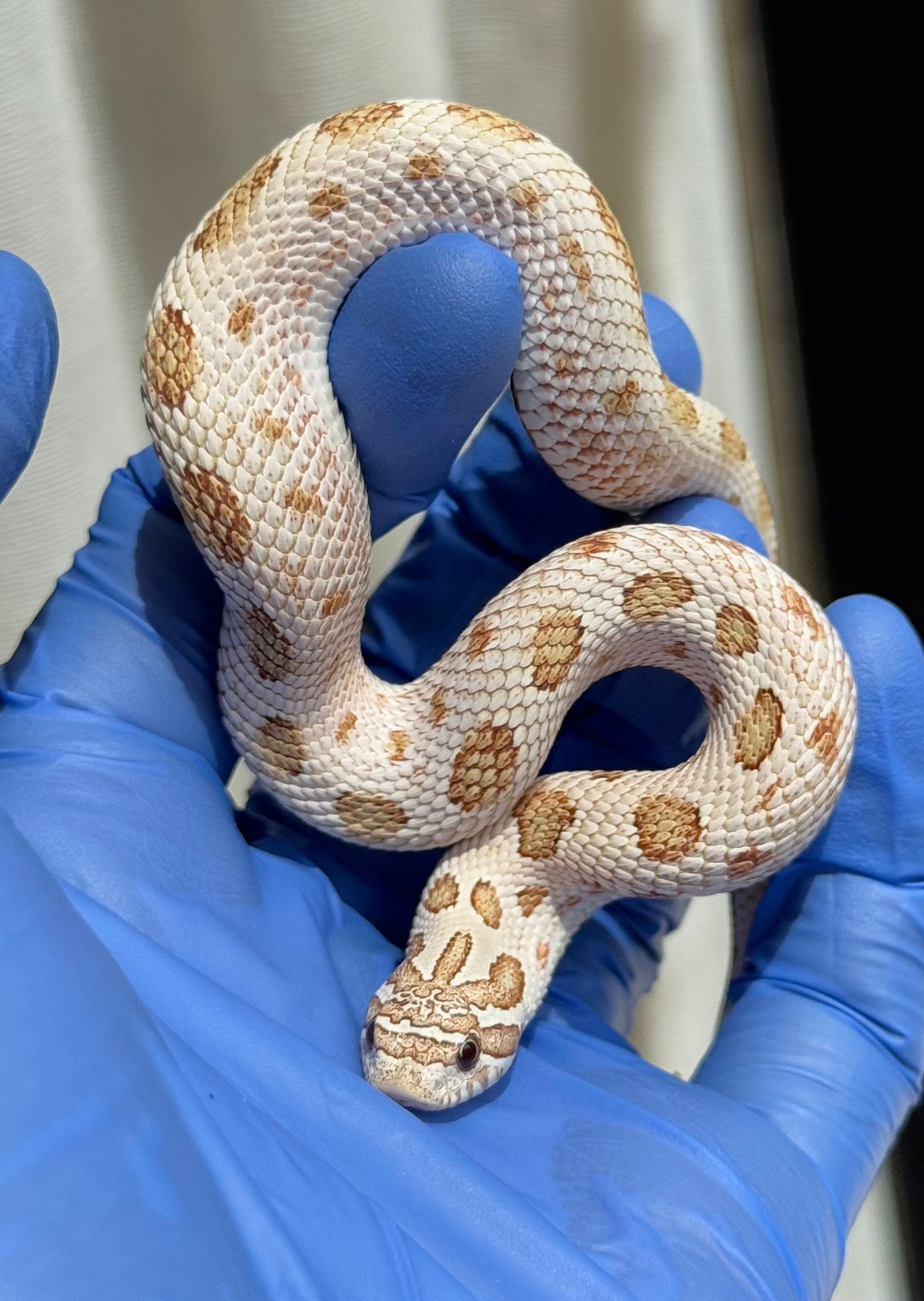 2025 北極太妃康達66%ph紫貂 ♀ (H25074)