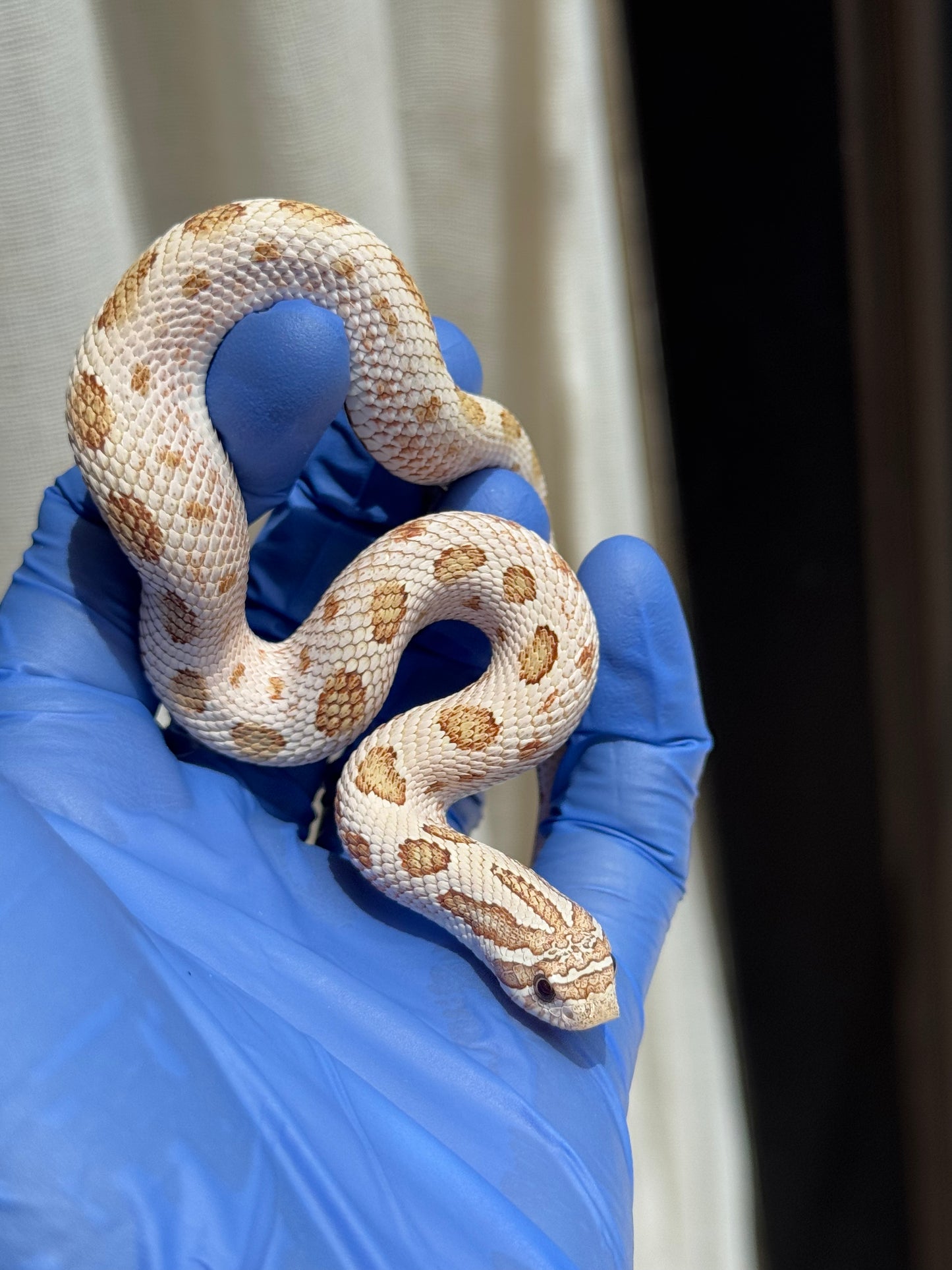 2025 北極太妃康達66%ph紫貂 ♀ (H25074)