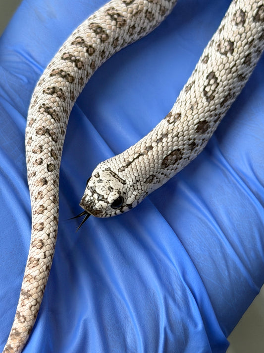 2025 超級北極鬼臉50%ph薰衣草 ♂ (H25315)