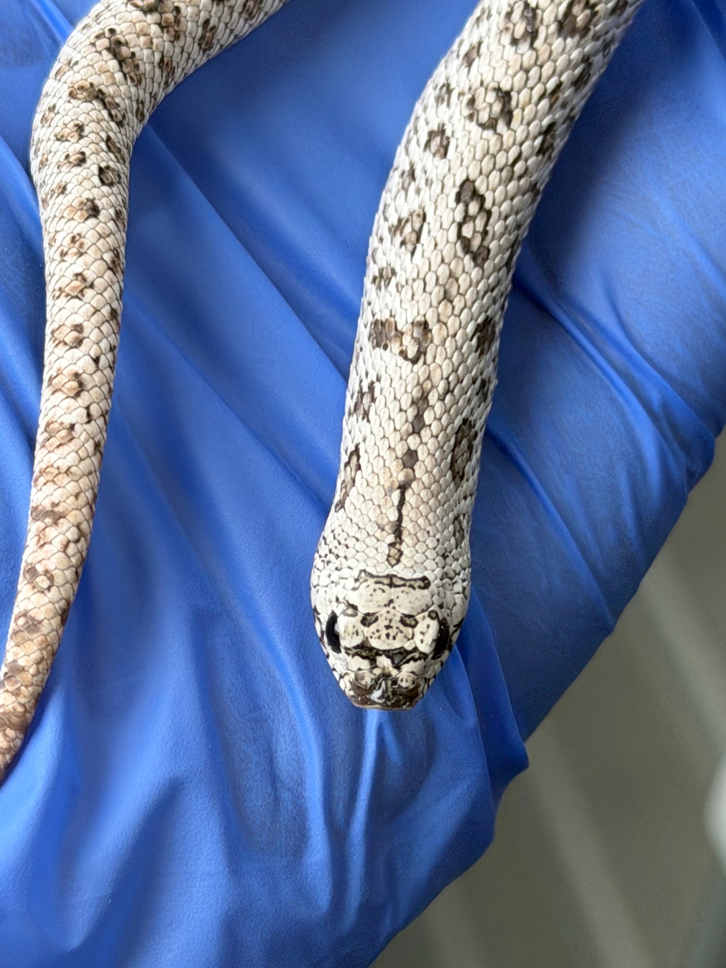 2025 超級北極鬼臉50%ph薰衣草 ♂ (H25315)