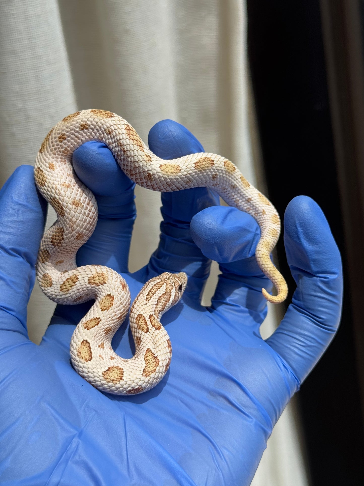 2025 北極太妃康達66%ph紫貂 ♀ (H25074)