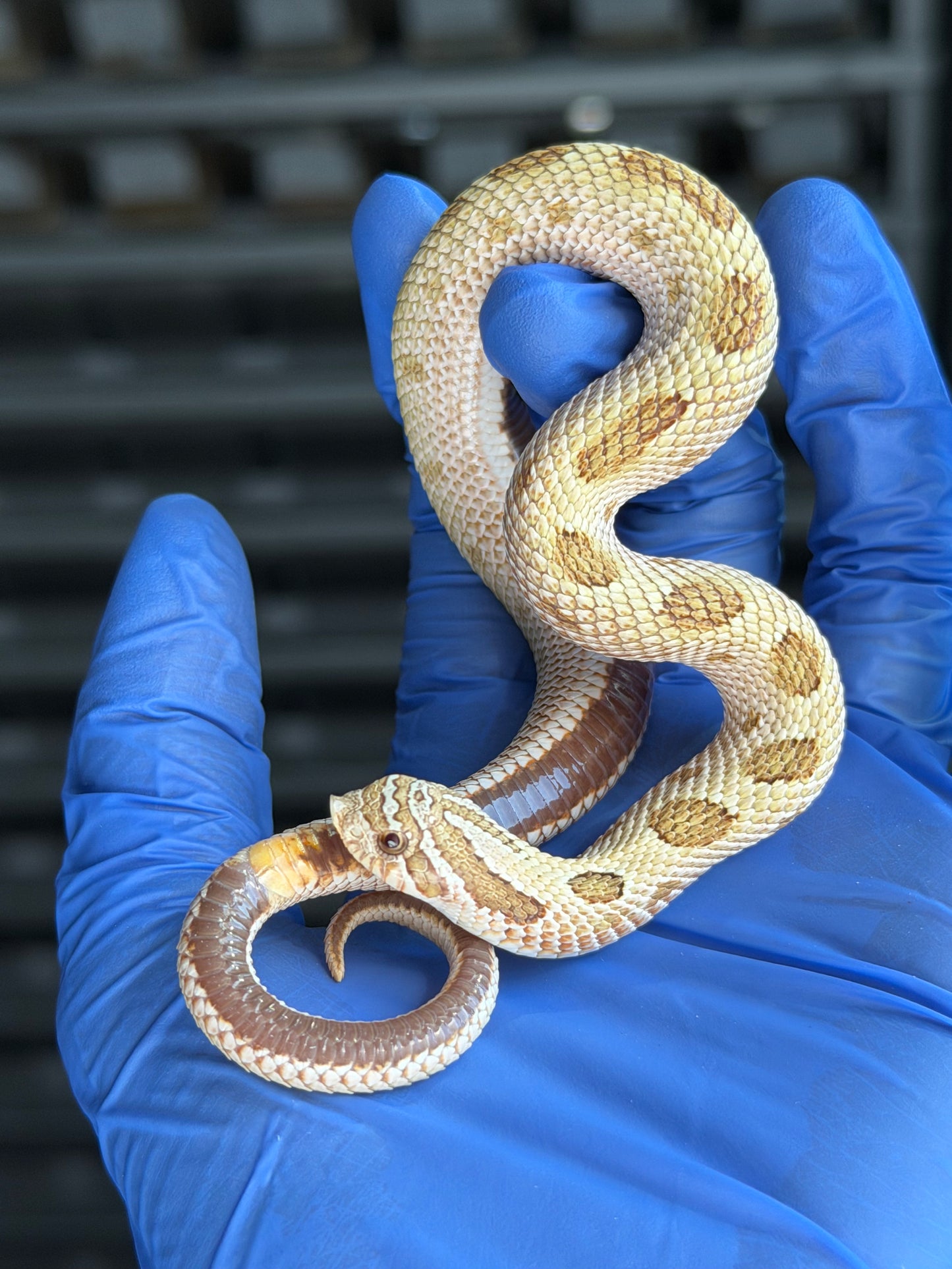 2025 北極太妃康達50%ph紫貂 ♂ (H25182)