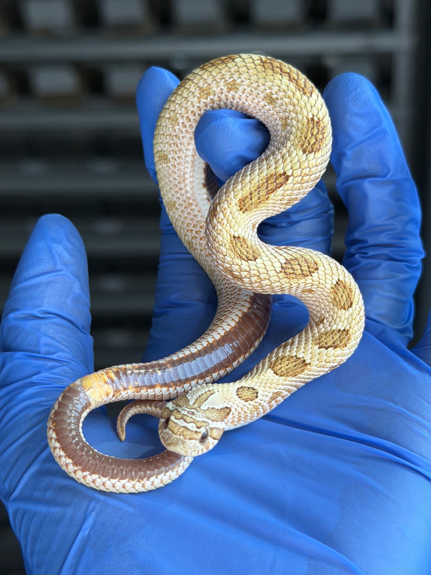 2025 北極太妃康達50%ph紫貂 ♂ (H25182)