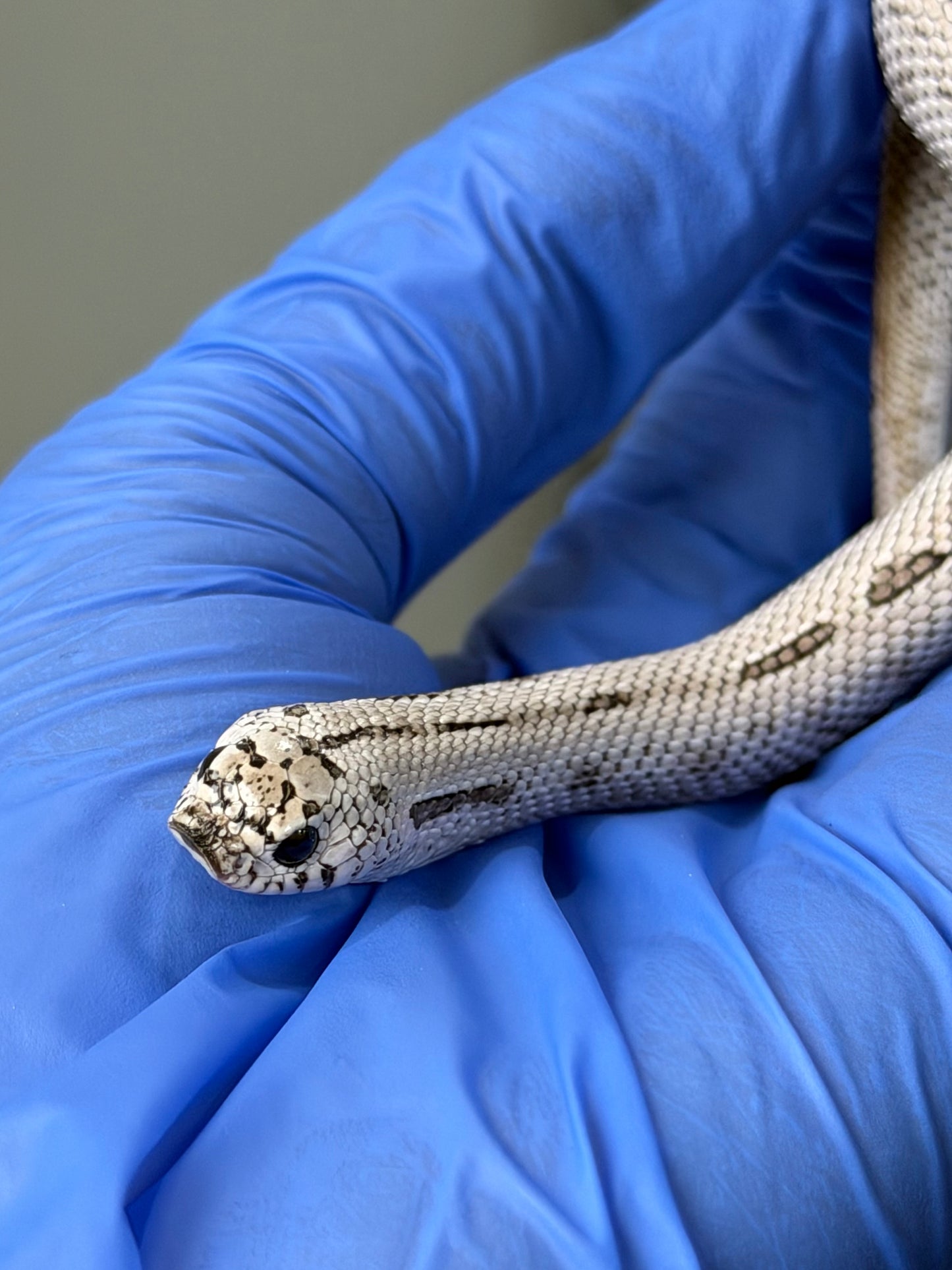 2025 超級北極康達鬼臉50%ph薰衣草 ♂ (H25309)