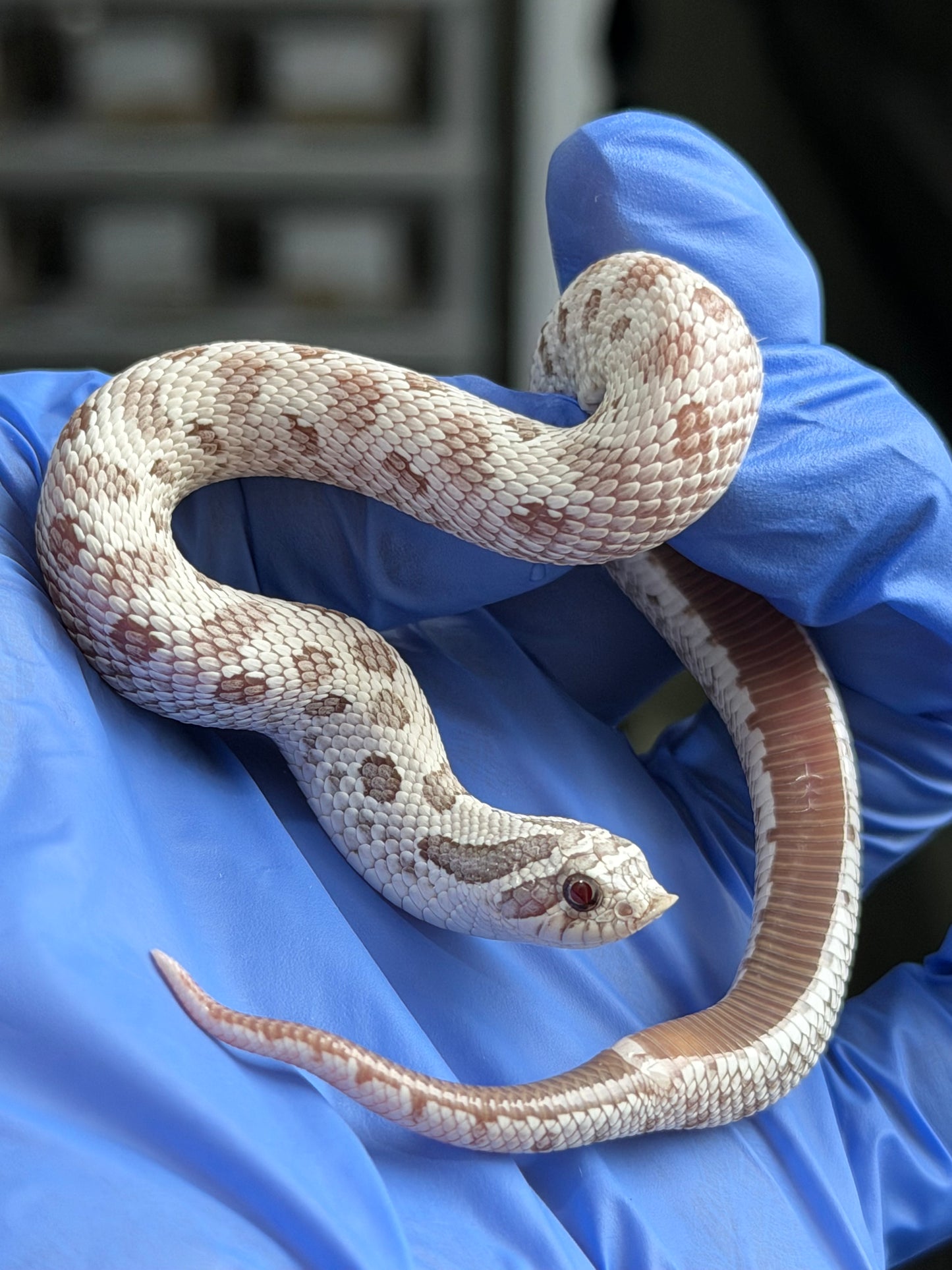 2025 北極毒藥康達 ♀ (H25386)