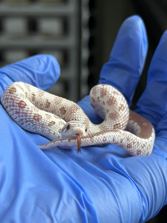 2025 北極毒藥康達 ♀ (H25386)