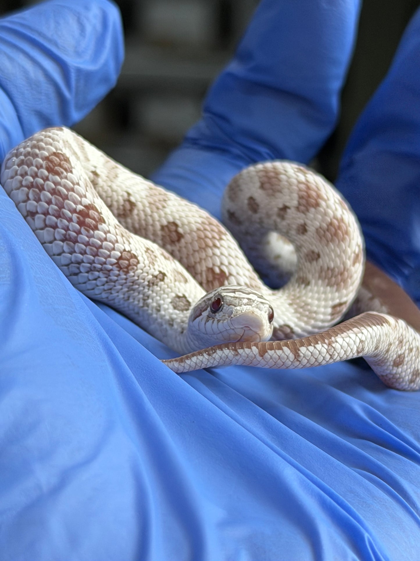 2025 北極毒藥康達 ♀ (H25386)