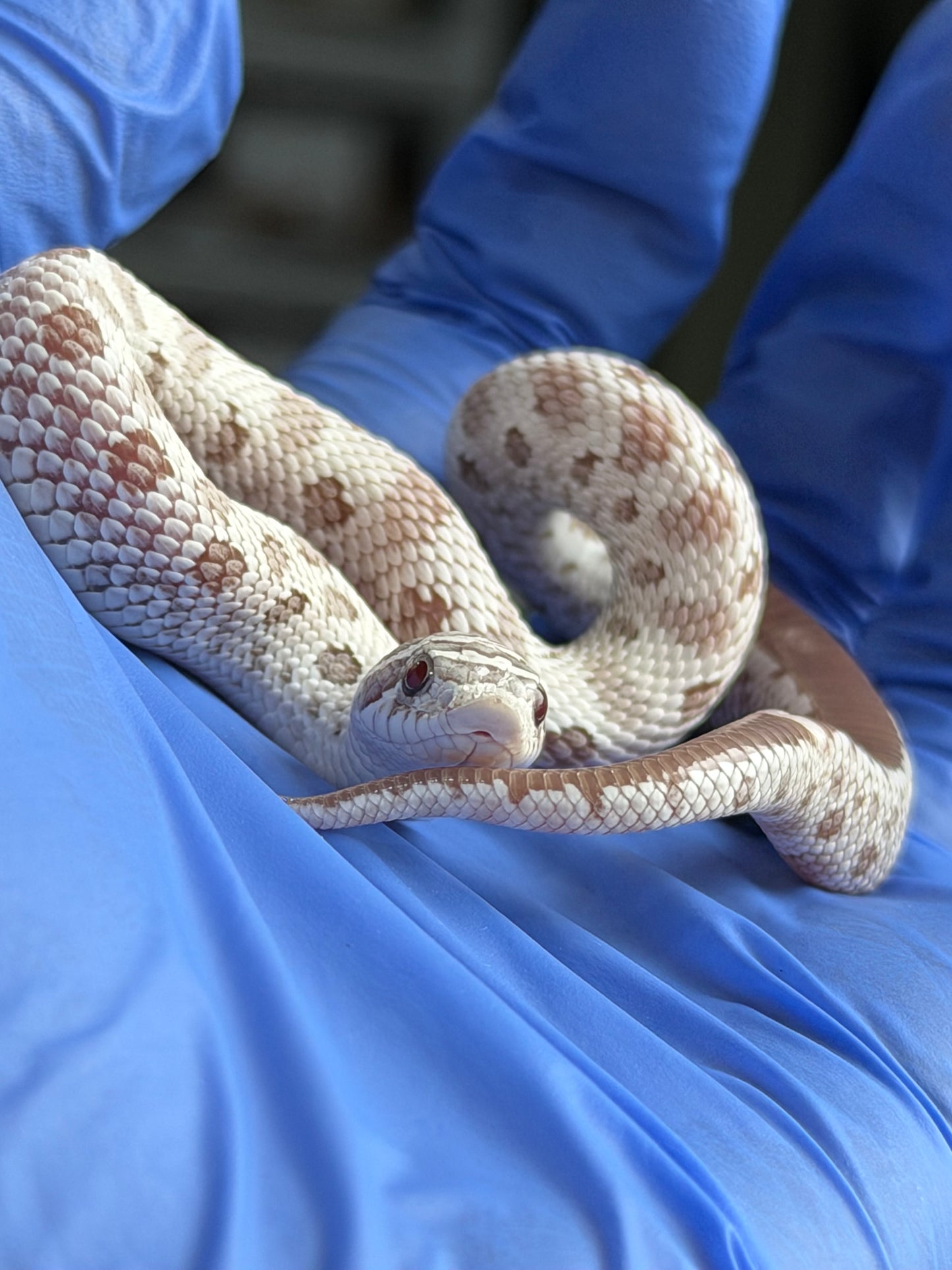 2025 北極毒藥康達 ♀ (H25386)