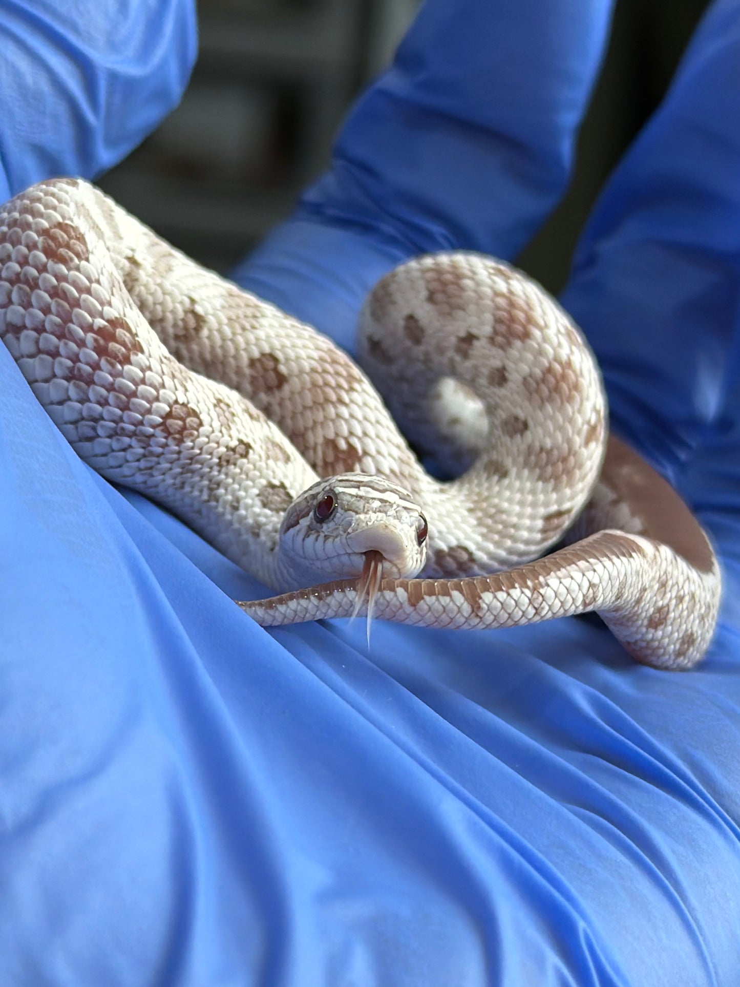 2025 北極毒藥康達 ♀ (H25386)