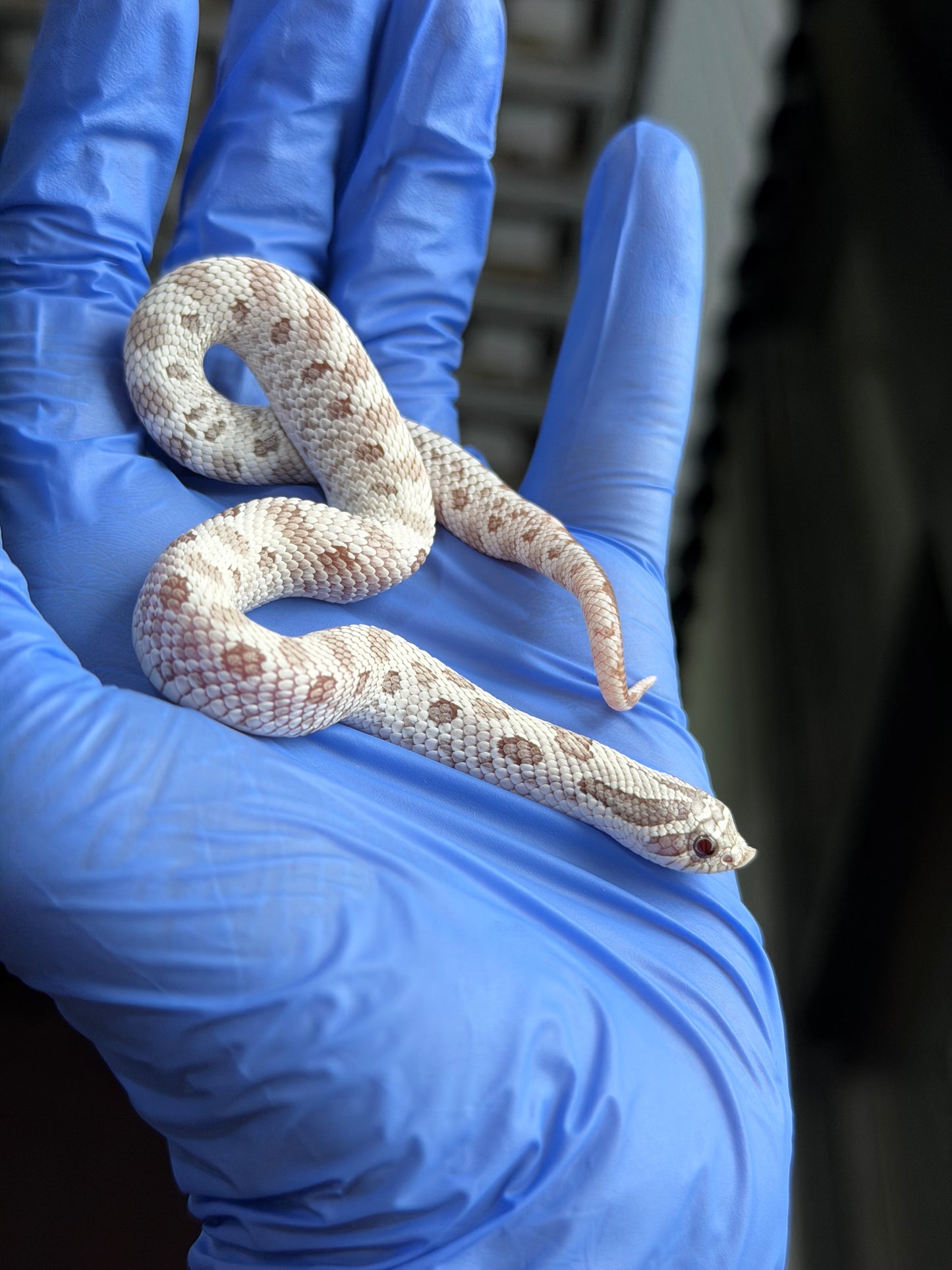 2025 北極毒藥康達 ♀ (H25386)