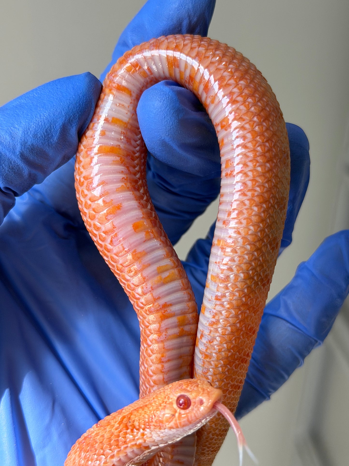 2025 太陽爆炸 ♂ (H25045)