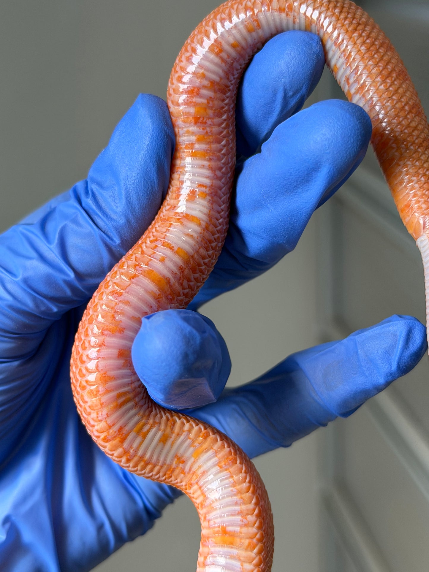 2025 太陽爆炸 ♂ (H25045)