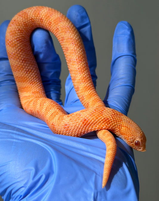 2025 太陽爆炸 ♂ (H25045)