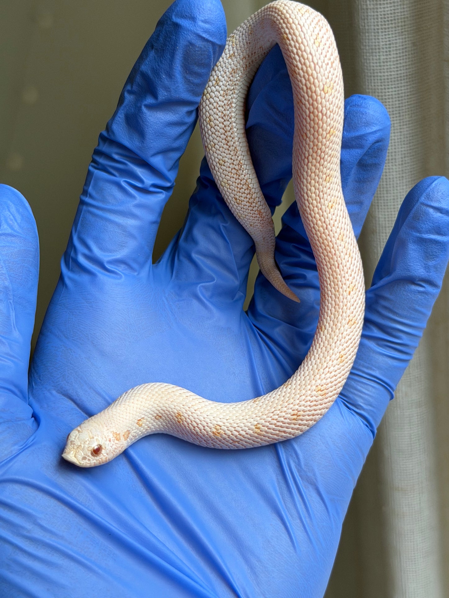 白化北極鬼臉康達50%ph紫貂