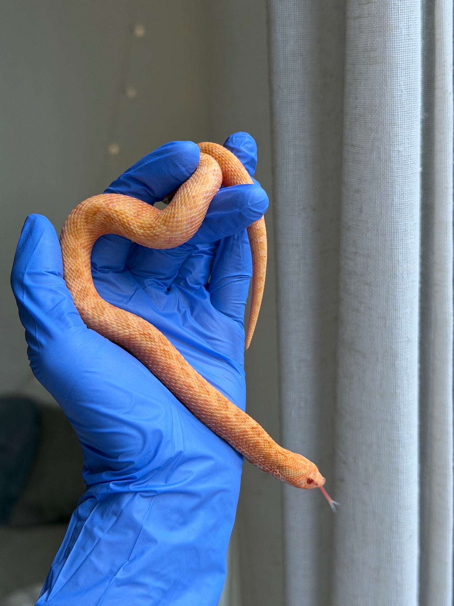 2025 太陽爆炸 ♀ (H25041)