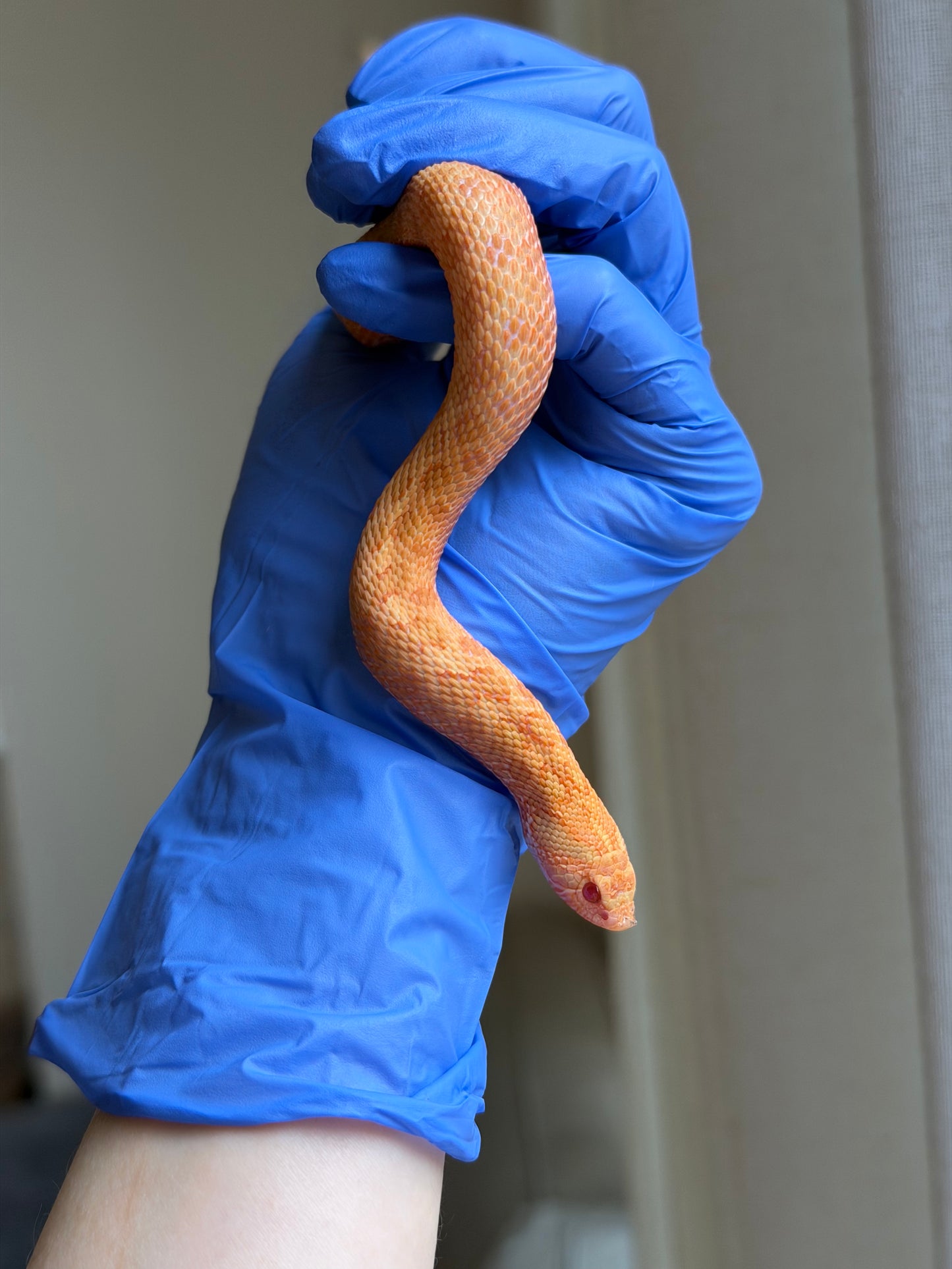 2025 太陽爆炸 ♀ (H25041)