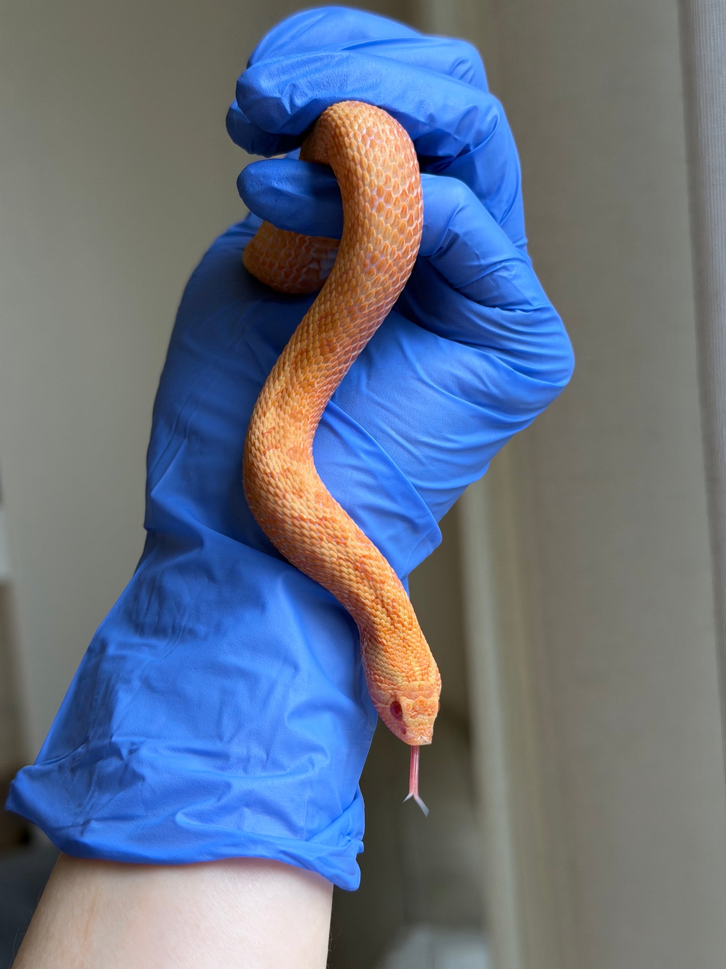 2025 太陽爆炸 ♀ (H25041)