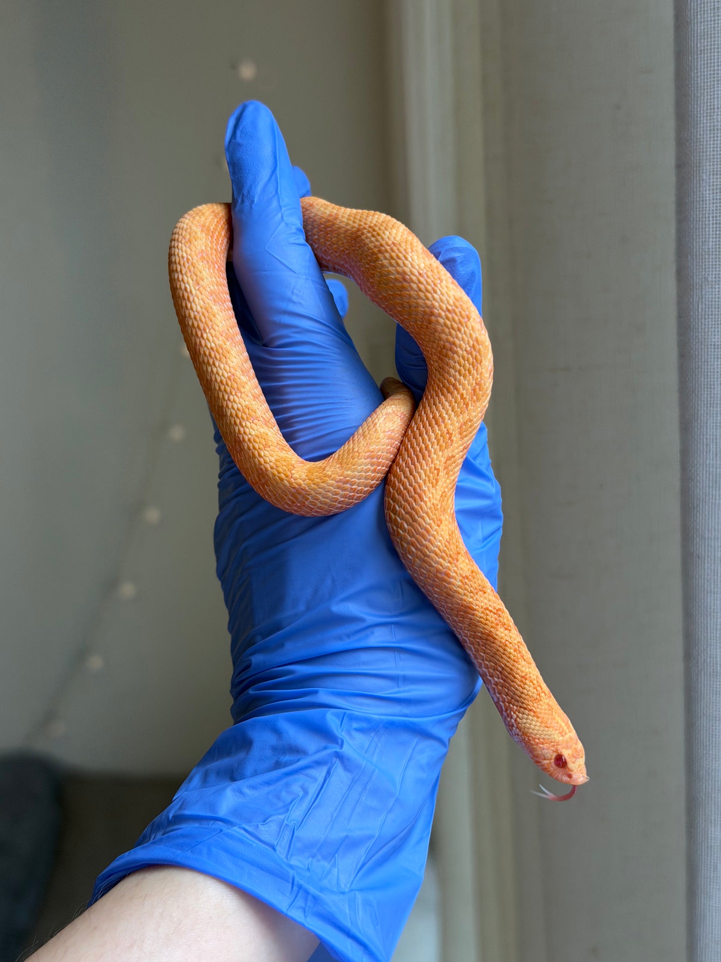 2025 太陽爆炸 ♀ (H25041)