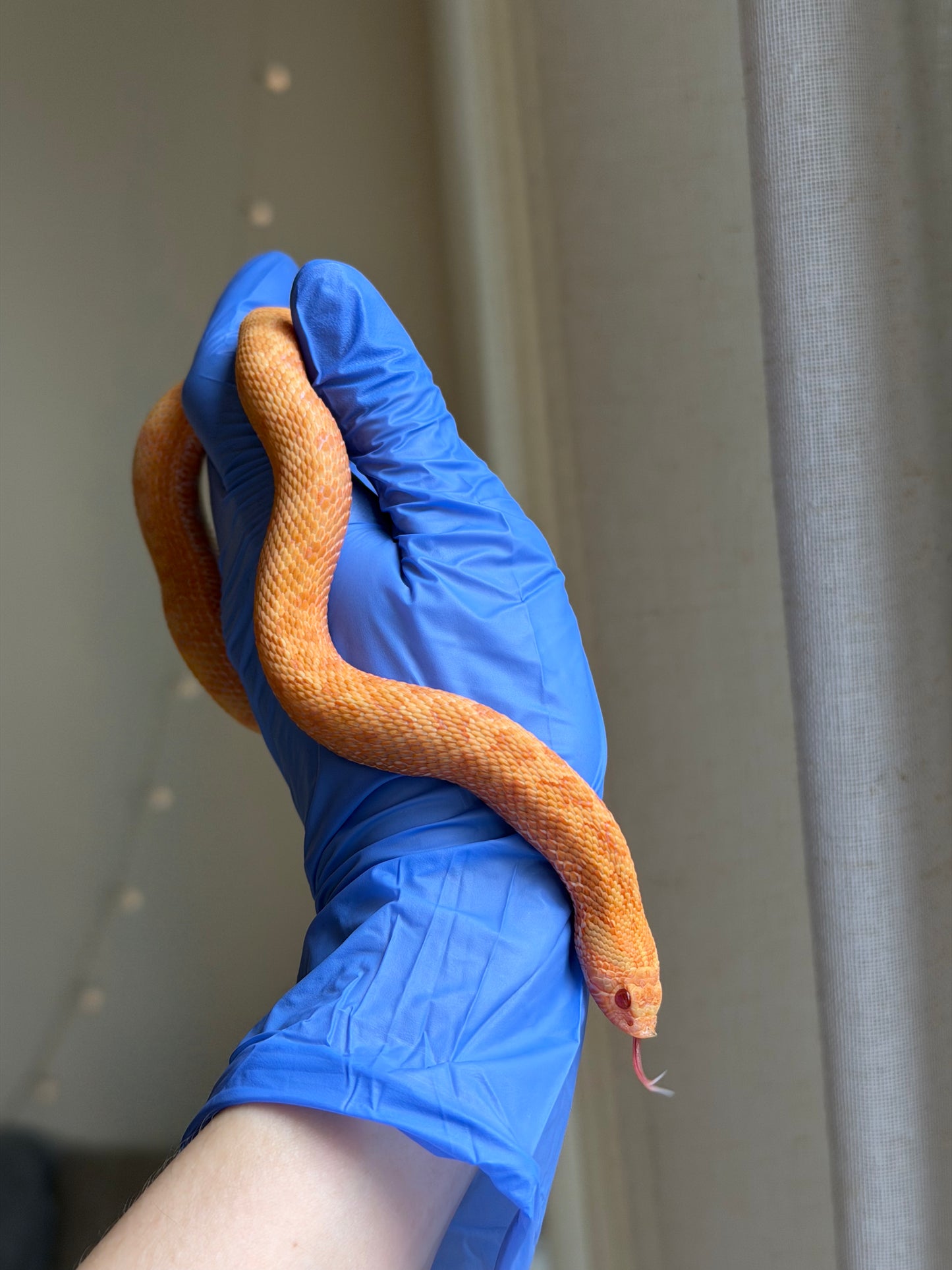 2025 太陽爆炸 ♀ (H25041)