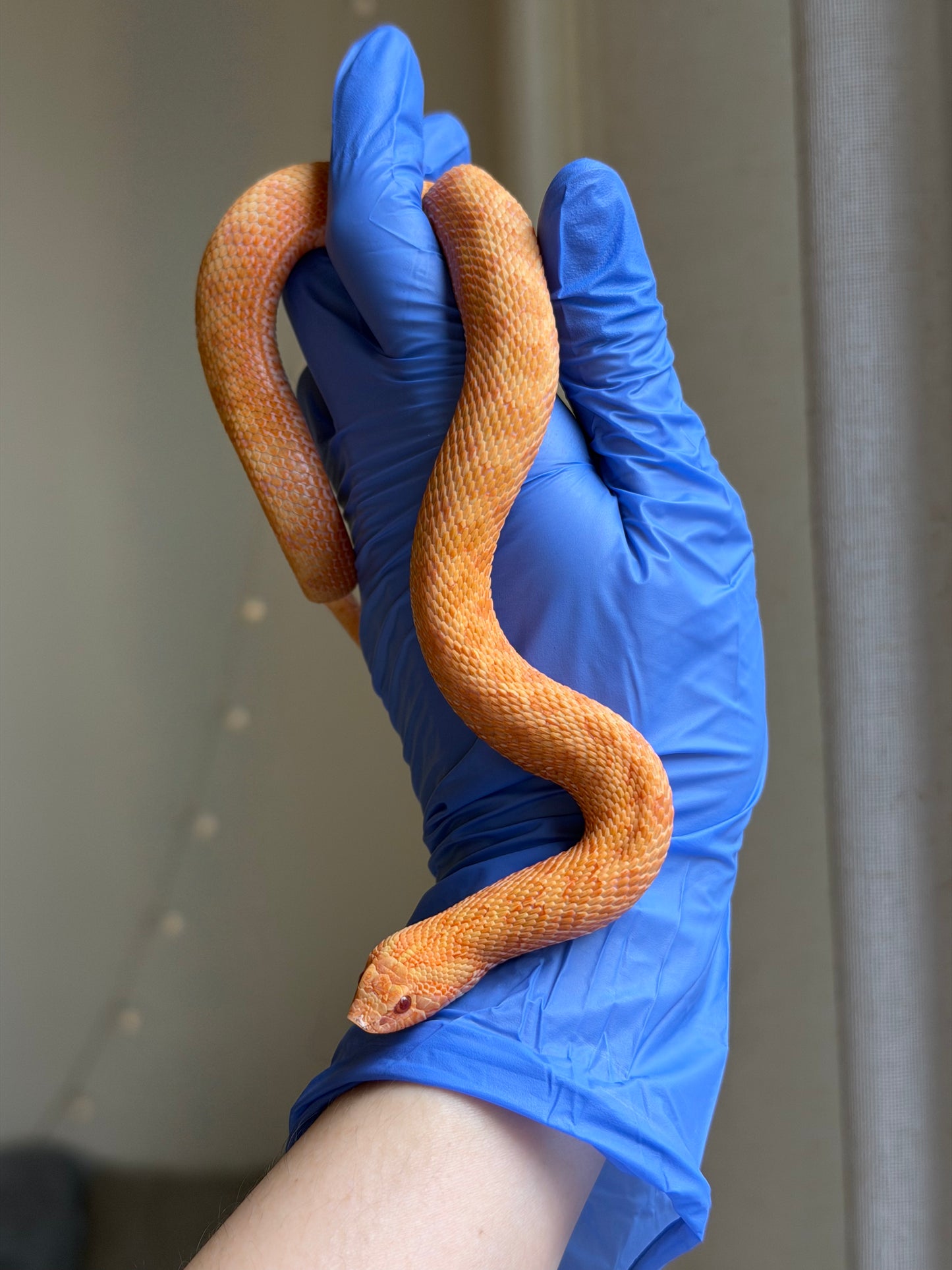 2025 太陽爆炸 ♀ (H25041)