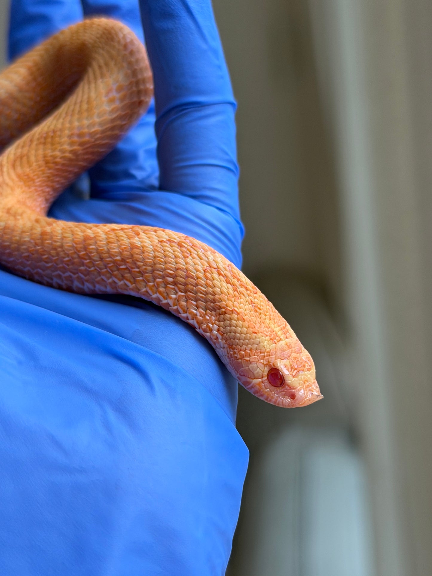 2025 太陽爆炸 ♀ (H25041)