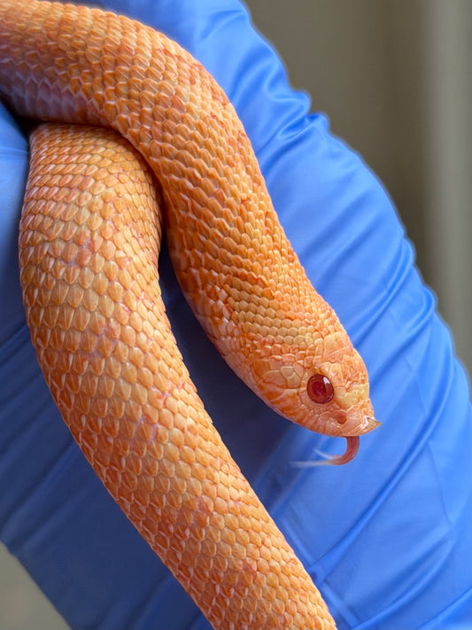 2025 太陽爆炸 ♀ (H25041)